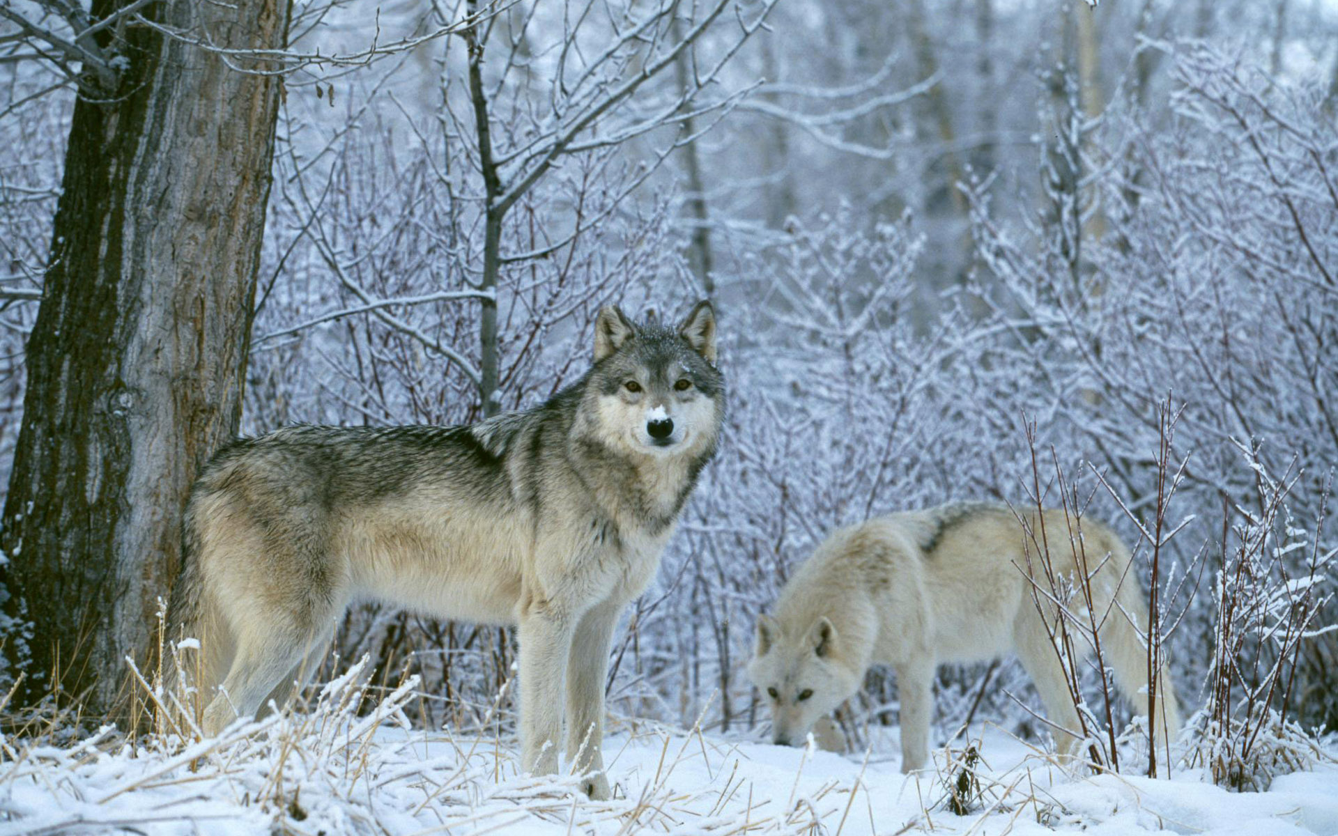 white wolf, grey wolf, forest, wolf, wolves, animal, snow, winter UHD