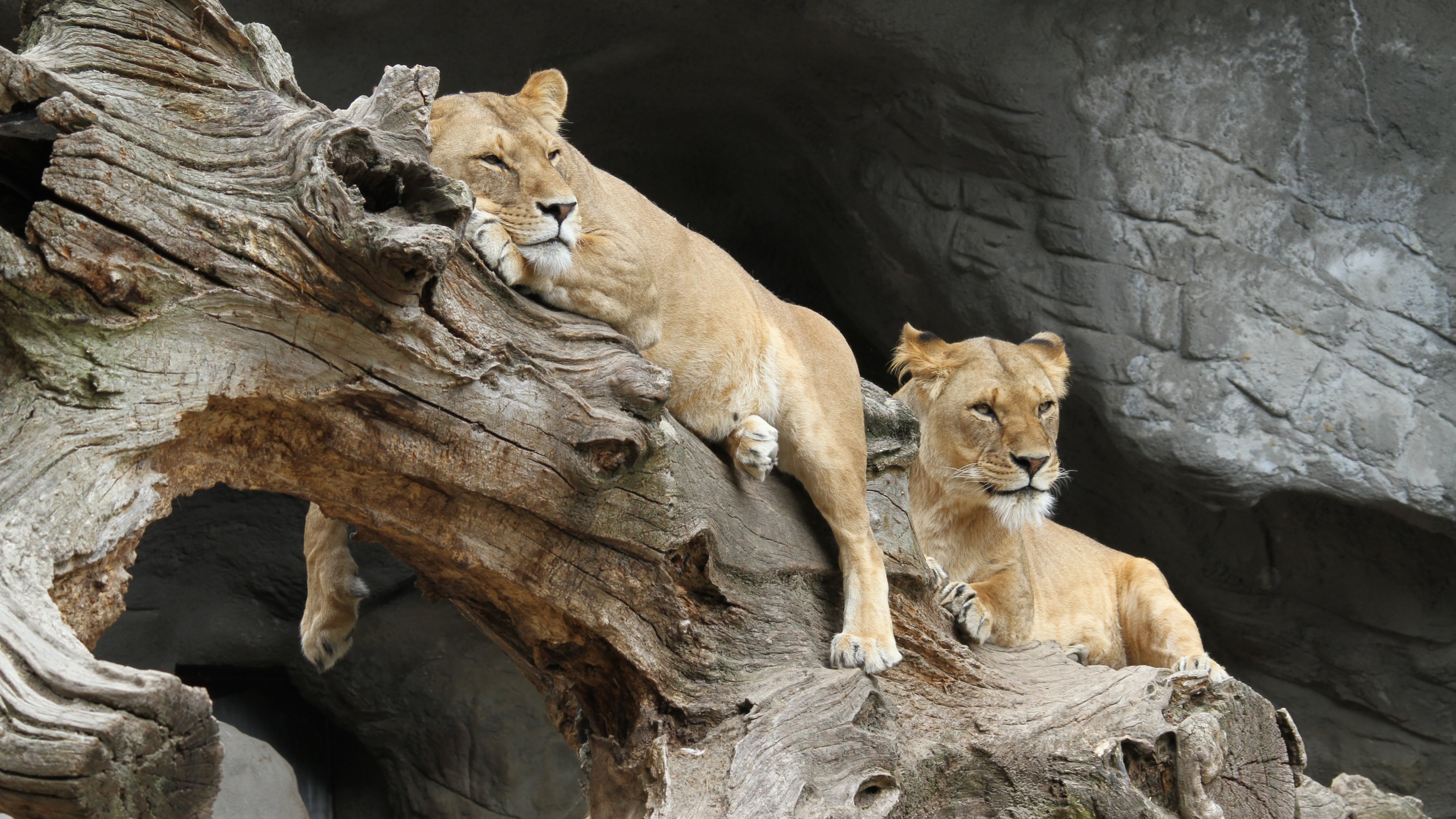 369530 baixar papel de parede animais, leão, leoa, gatos - protetores de tela e imagens gratuitamente
