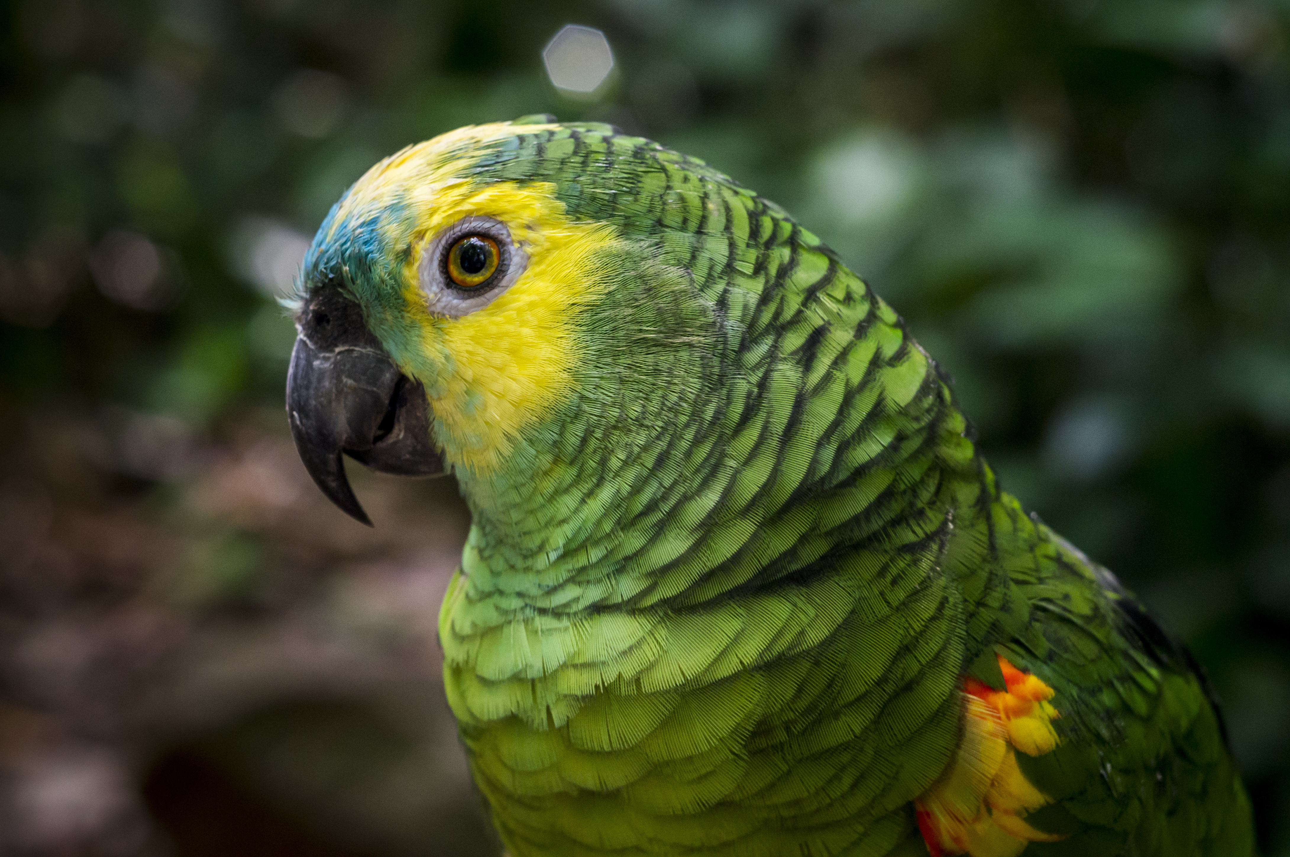bird, macro, birds, animal, parrot, amazon parrot, bokeh, turquoise fronted amazon download HD wallpaper