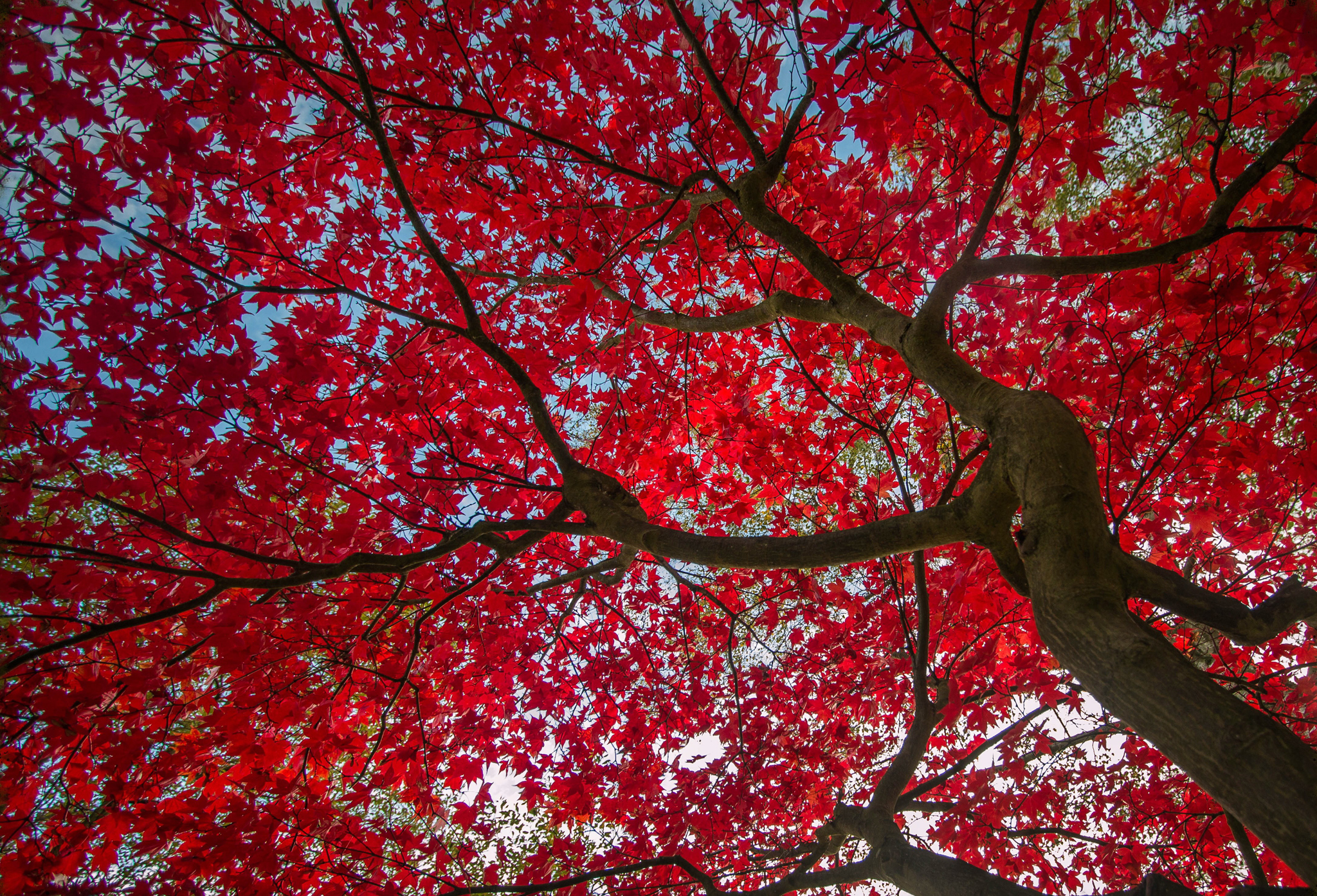 earth, tree, canopy, fall, leaf, red, trees