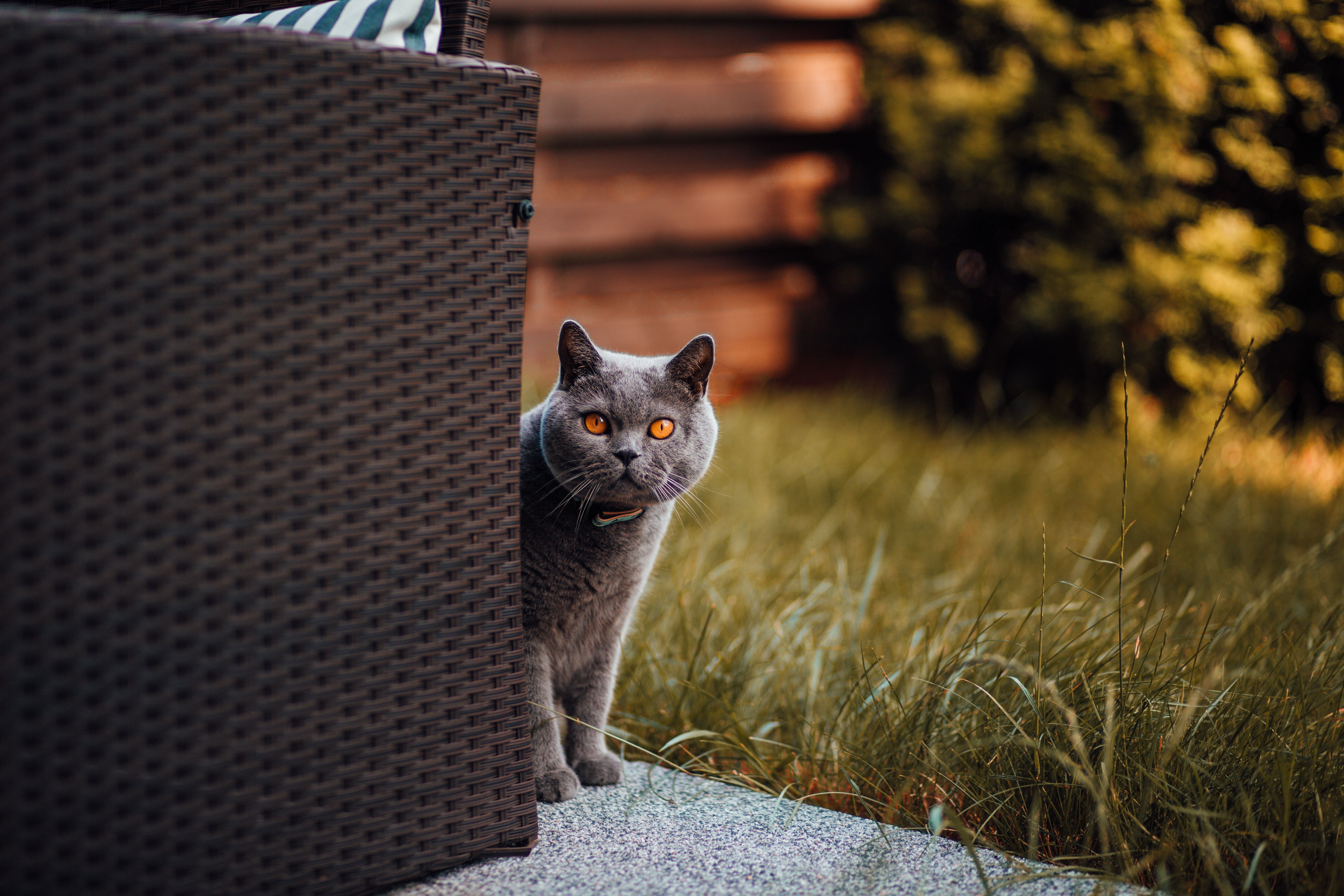 cat, animals, curiosity, peek out, look out, briton Free Stock Photo