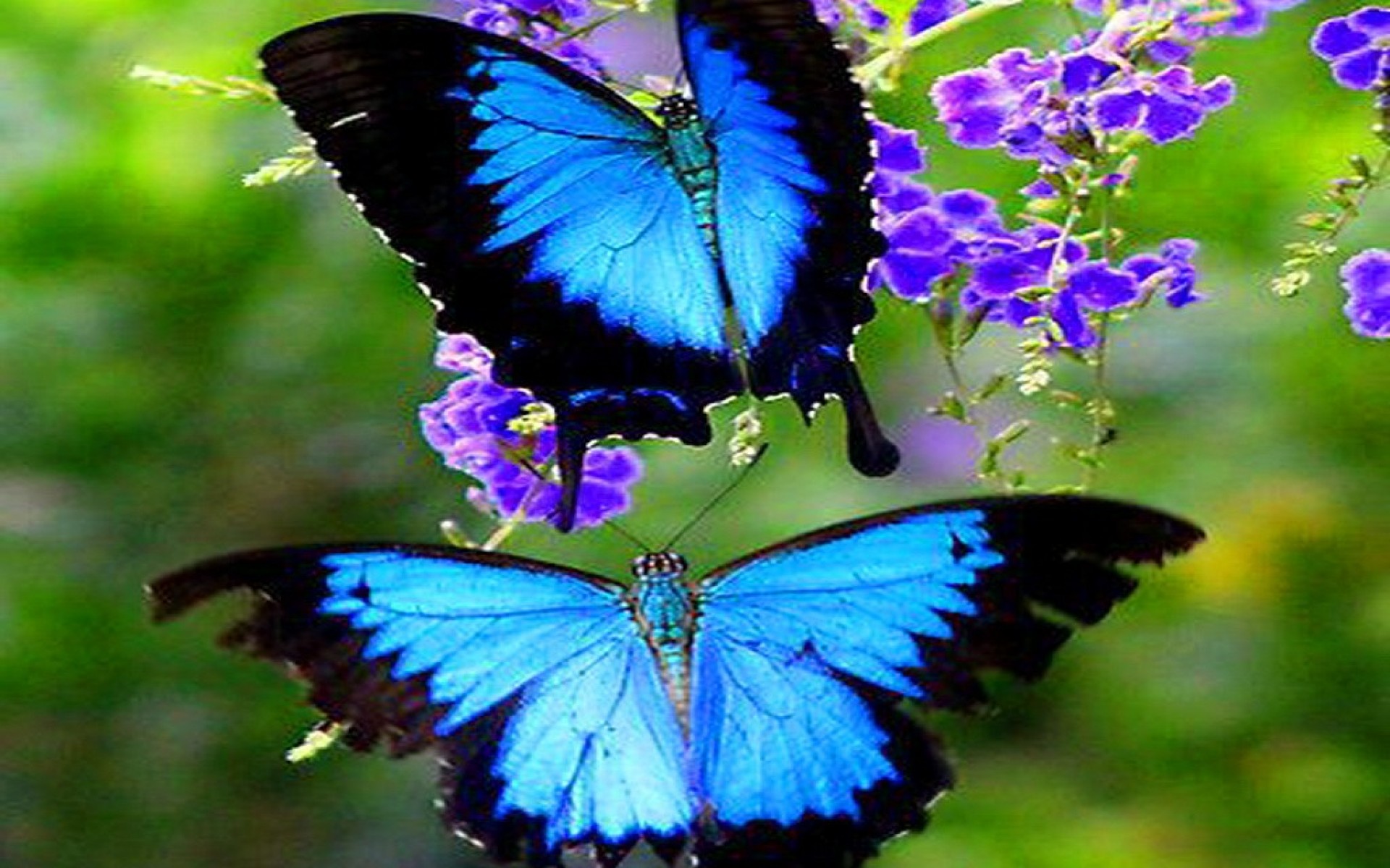 Ярко синяя бабочка