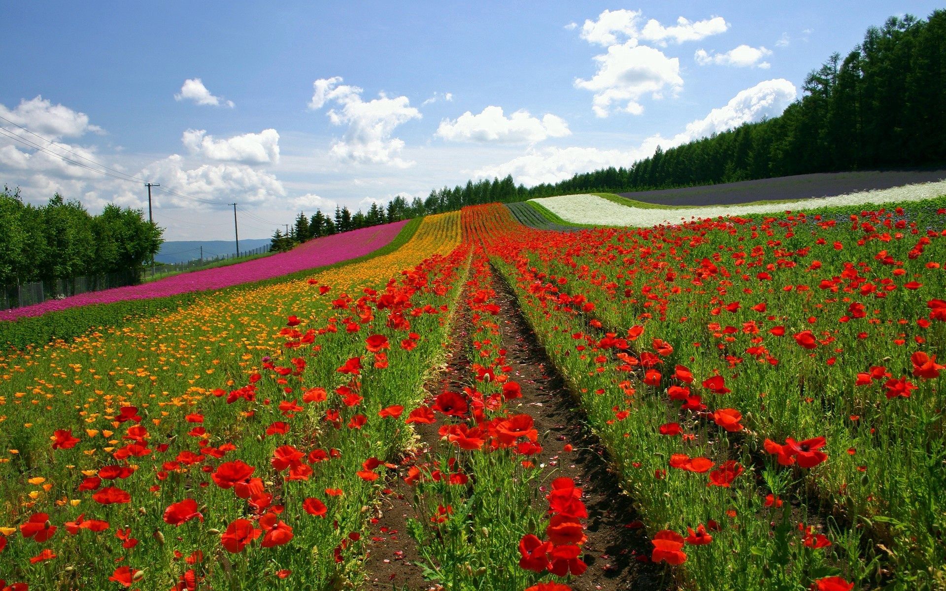japan, nature, flowers, poppies, field, rows, ranks