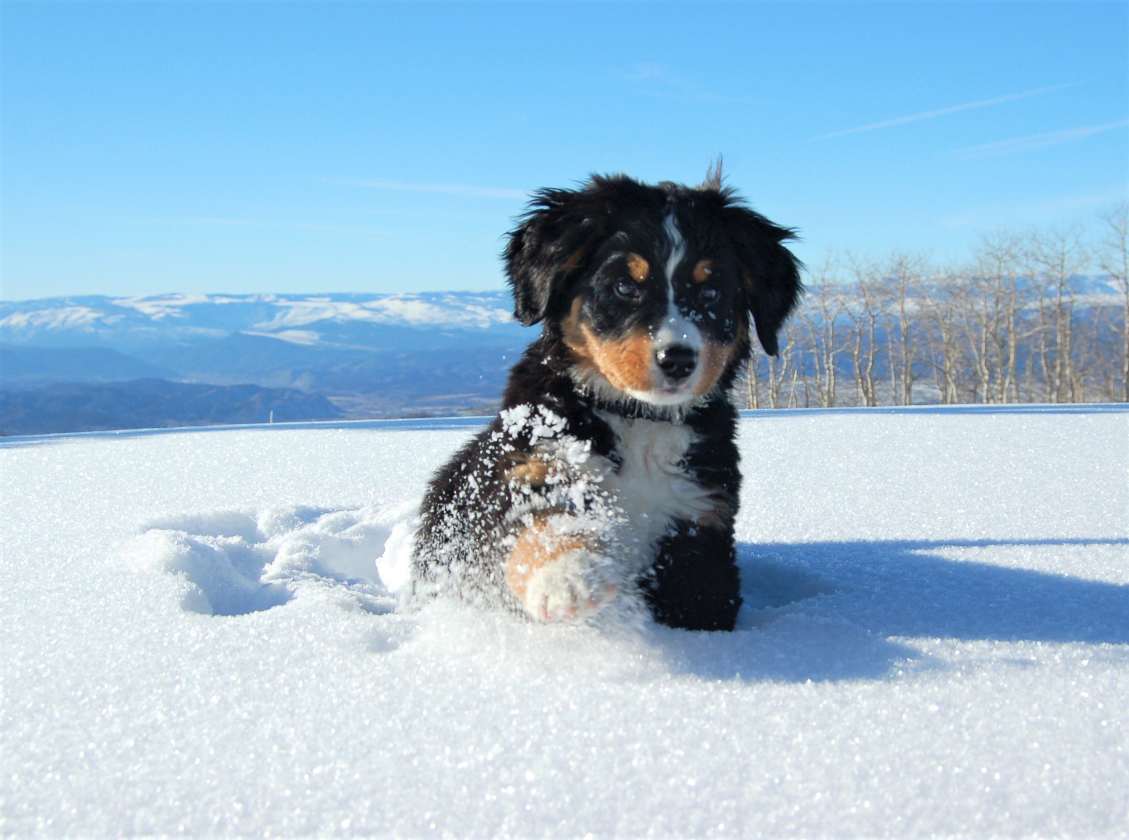 bernese mountain dog, winter, animal, baby animal, cute, dog, puppy, snow, dogs 8K