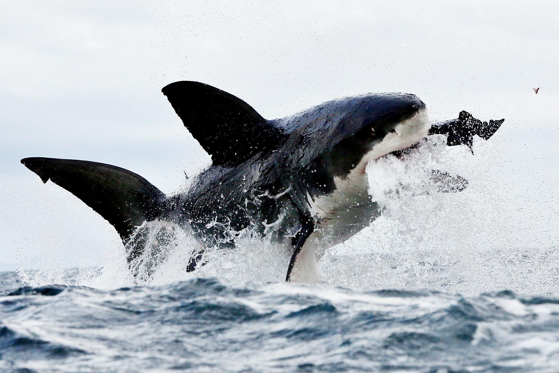 321555壁紙のダウンロード動物, ホホジロザメ, 鮫, サメ-スクリーンセーバーと写真を無料で