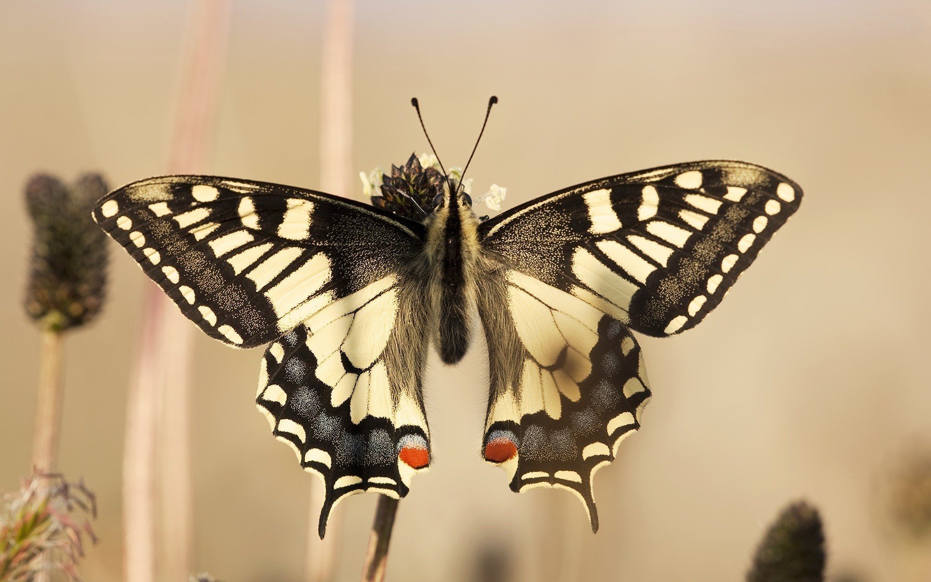 animal, swallowtail butterfly, insects QHD