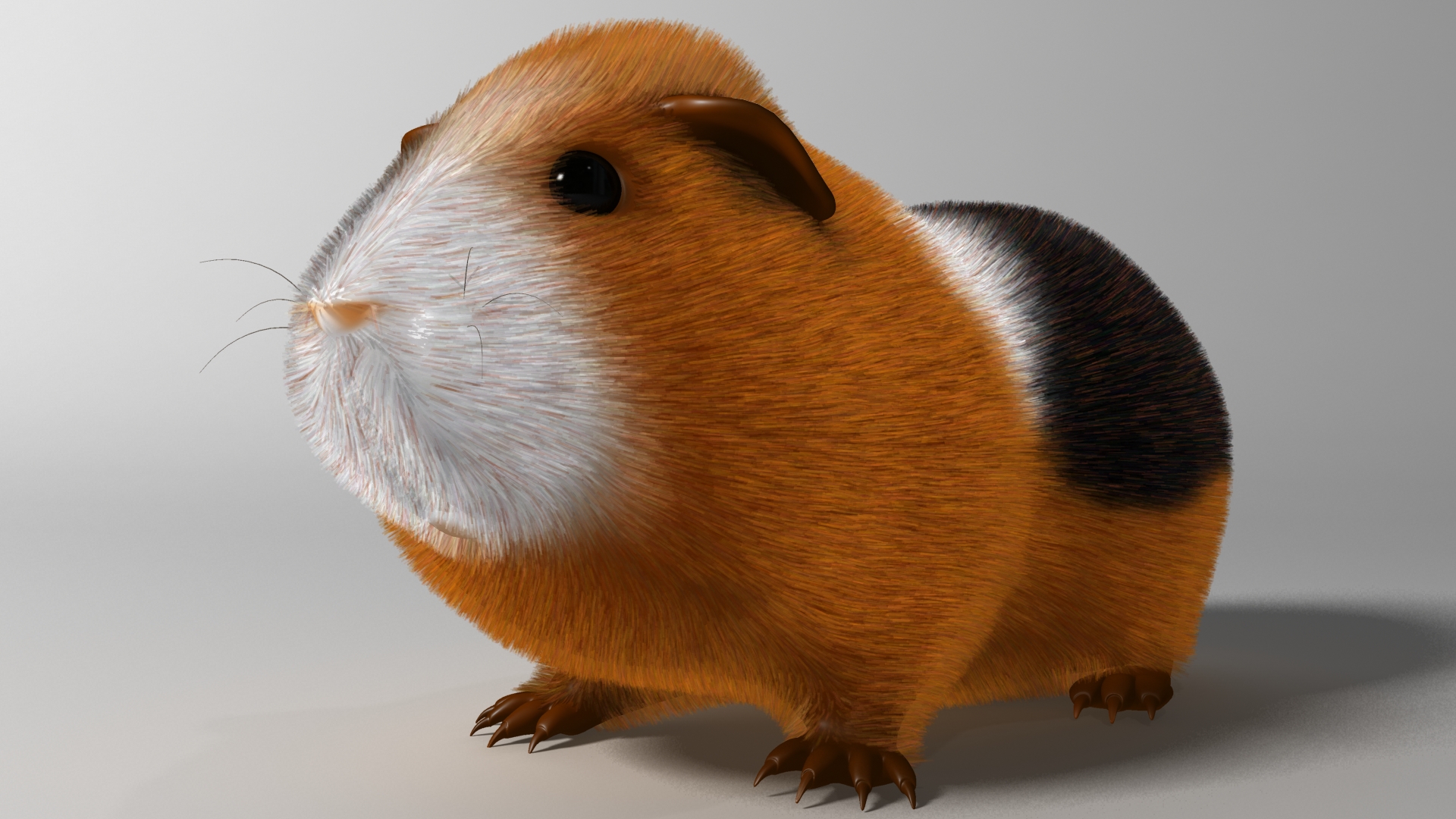 animal, guinea pig, cute, fur, rodent lock screen backgrounds