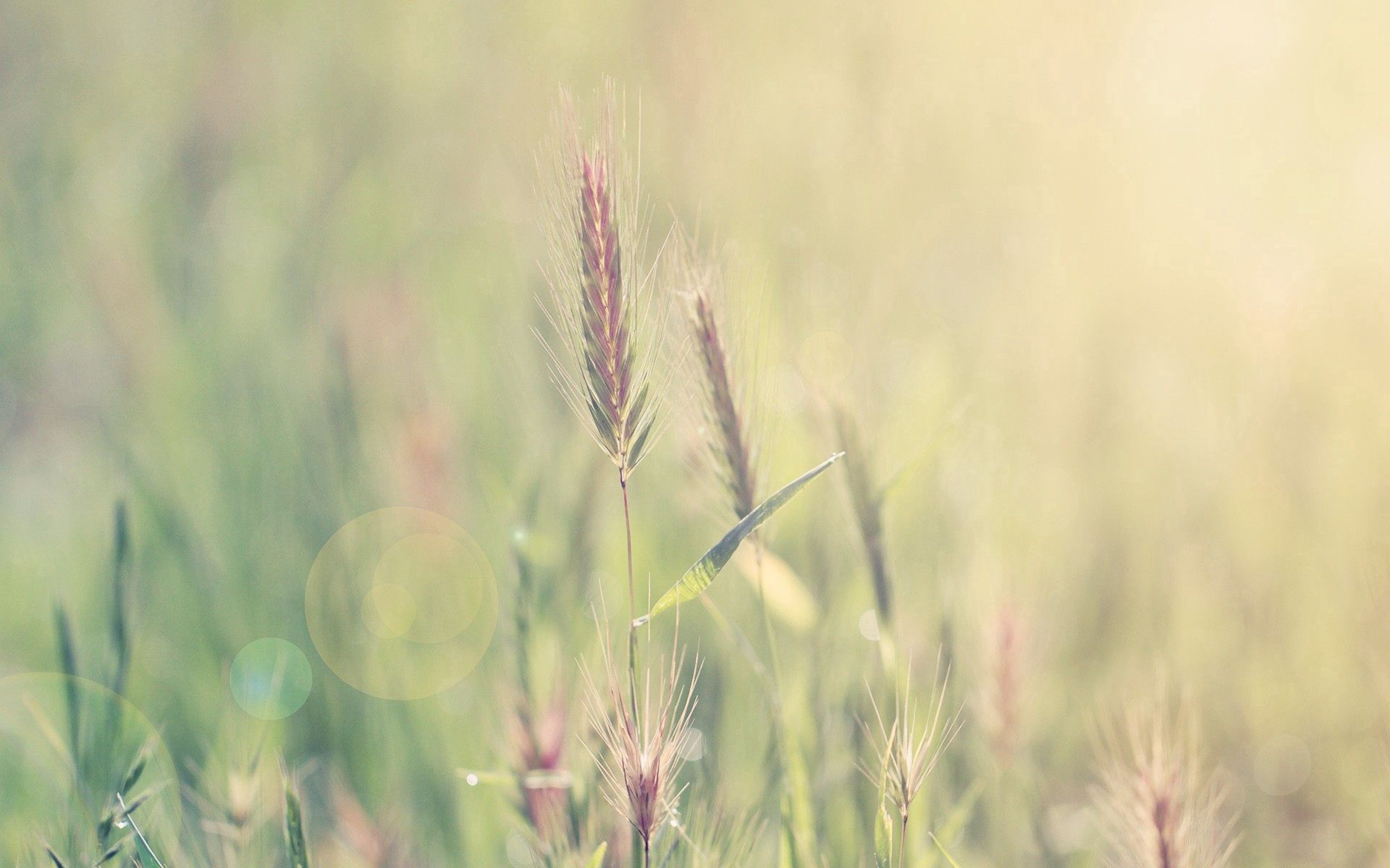 Mobile wallpaper grass, macro, glare, shine, light, ears, spikes