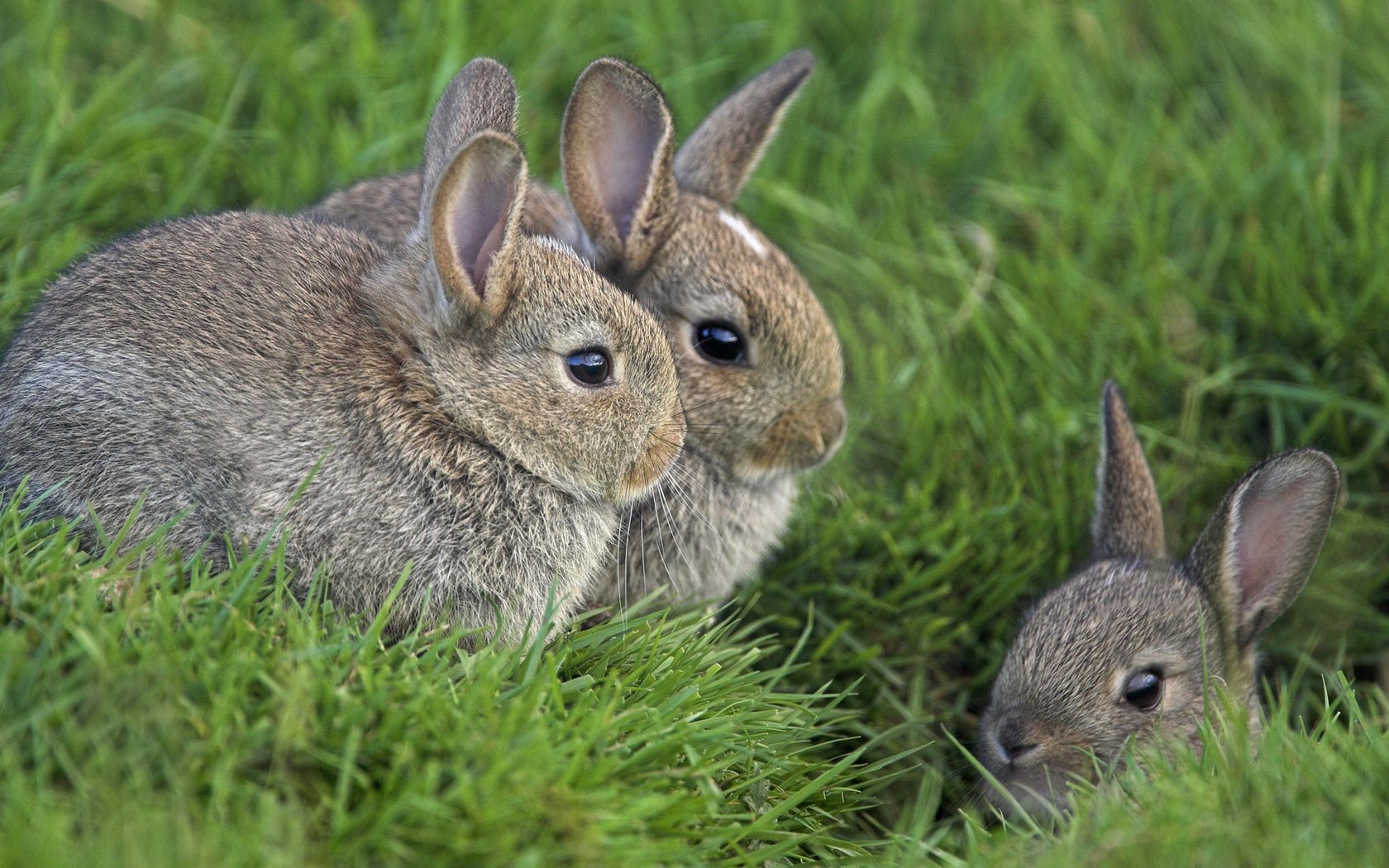 Popular Rabbits 4K for smartphone
