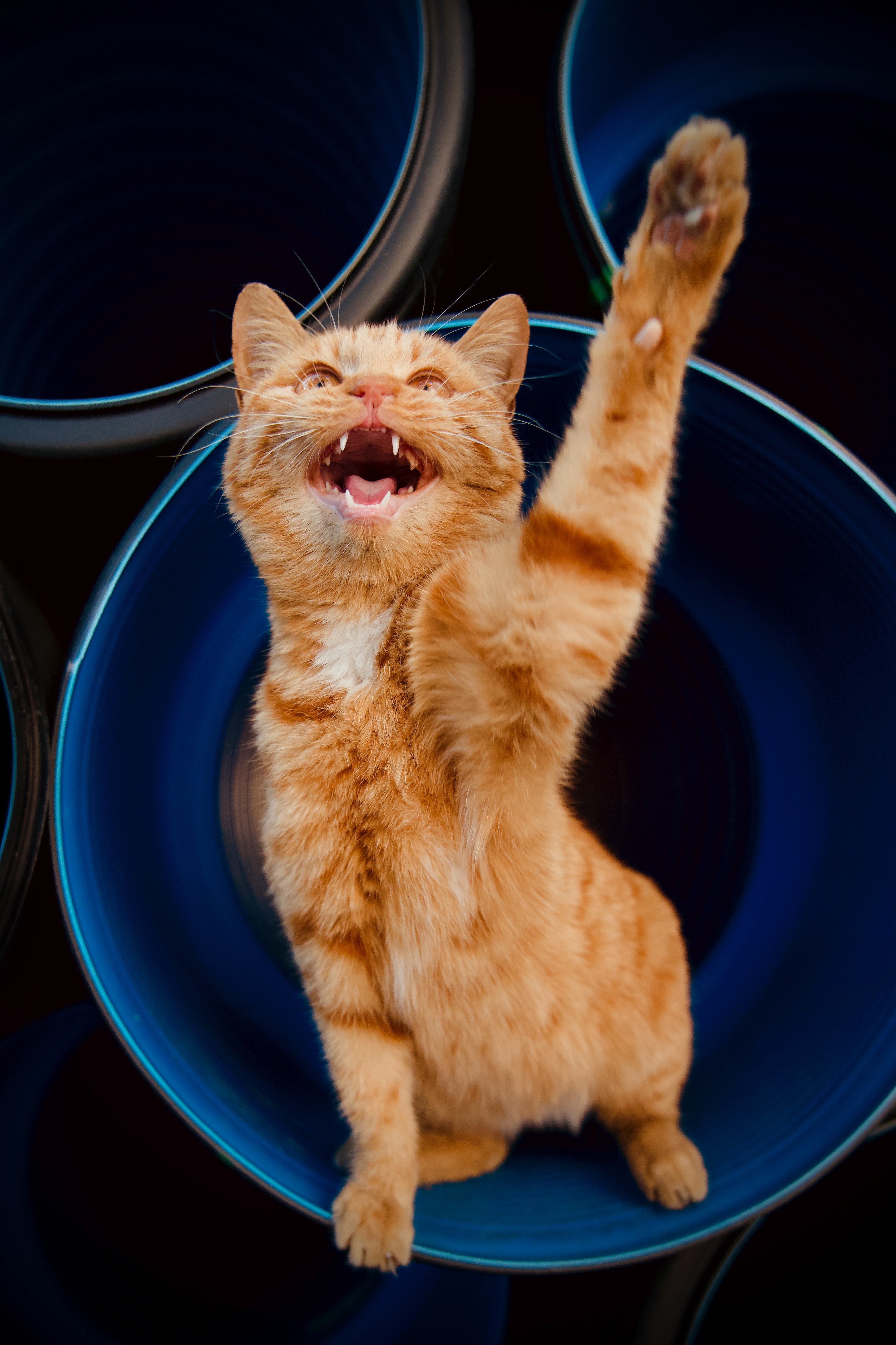 Laden Sie das Haustier, Rothaarige, Pfote, Tiere, Komisch, Lustig, Katze-Bild kostenlos auf Ihren PC-Desktop herunter