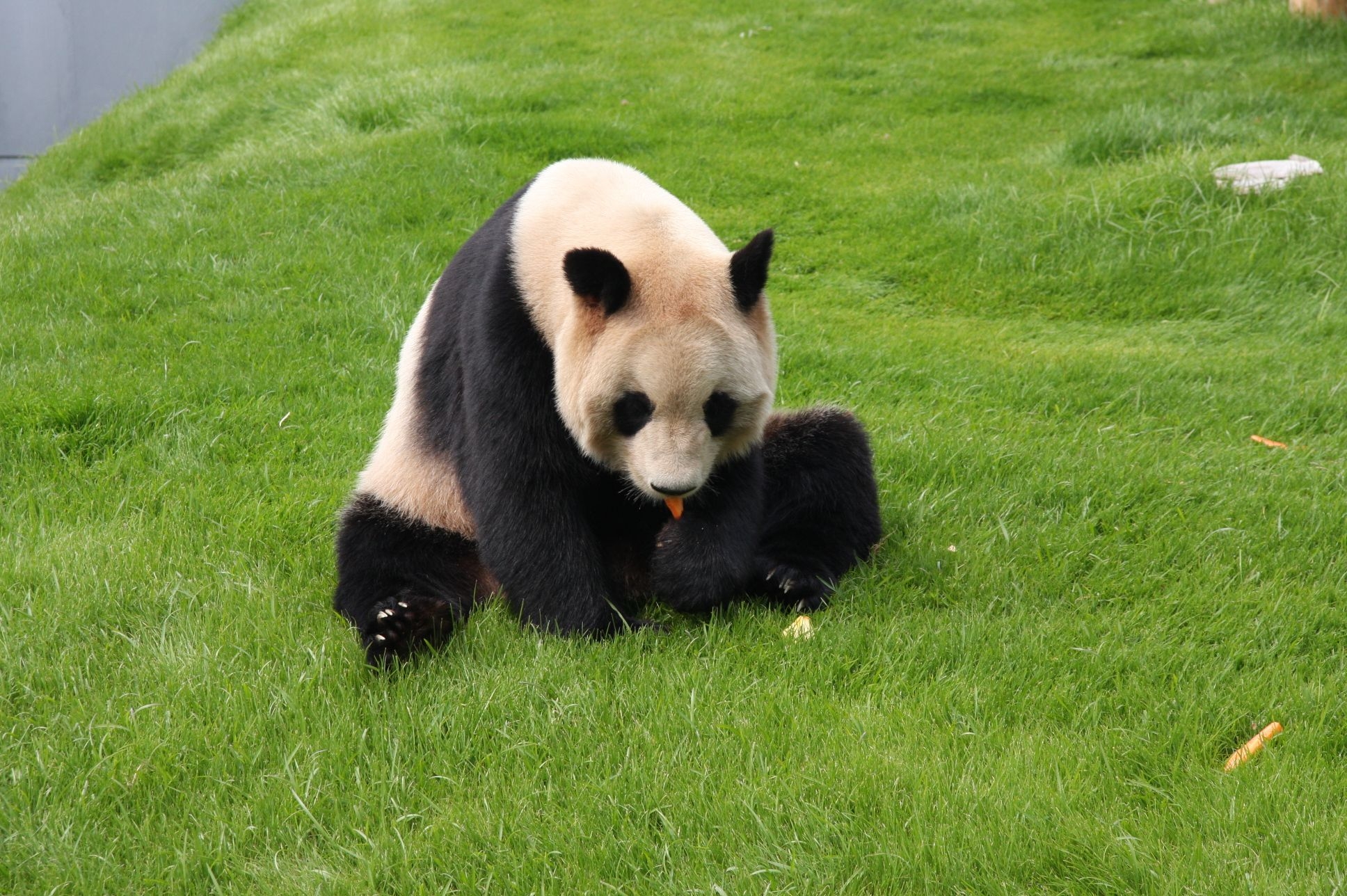 Handy-Wallpaper Kind, Sitzen, Tot, Panda, Grass, Tiere kostenlos herunterladen.