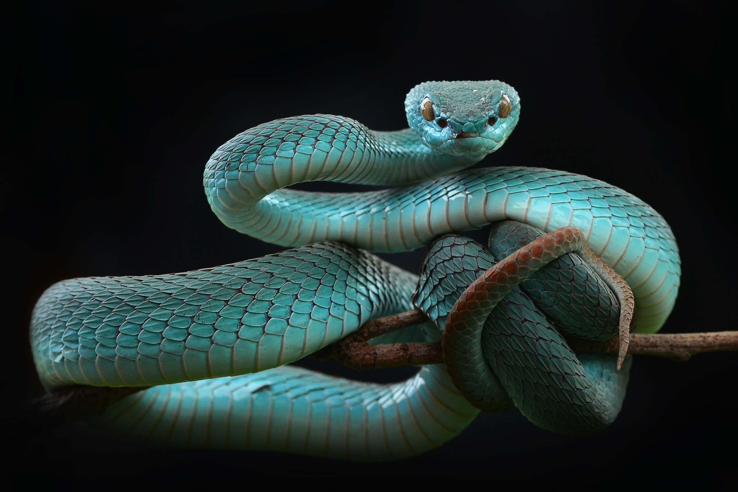 401367 descargar imagen animales, víbora, crótalo, reptil, serpiente, reptiles: fondos de pantalla y protectores de pantalla gratis