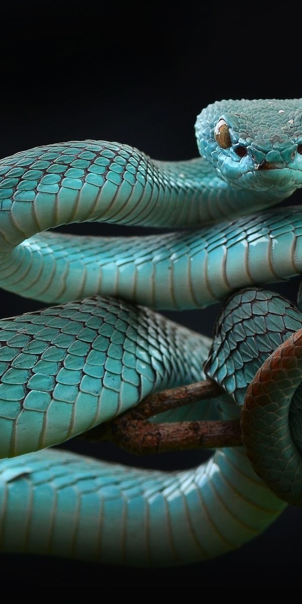 Змей на заставку телефона. Белогубая куфия. Белогубая куфия Trimeresurus insularis. Голубая куфия гадюка. Trimeresurus albolabris.
