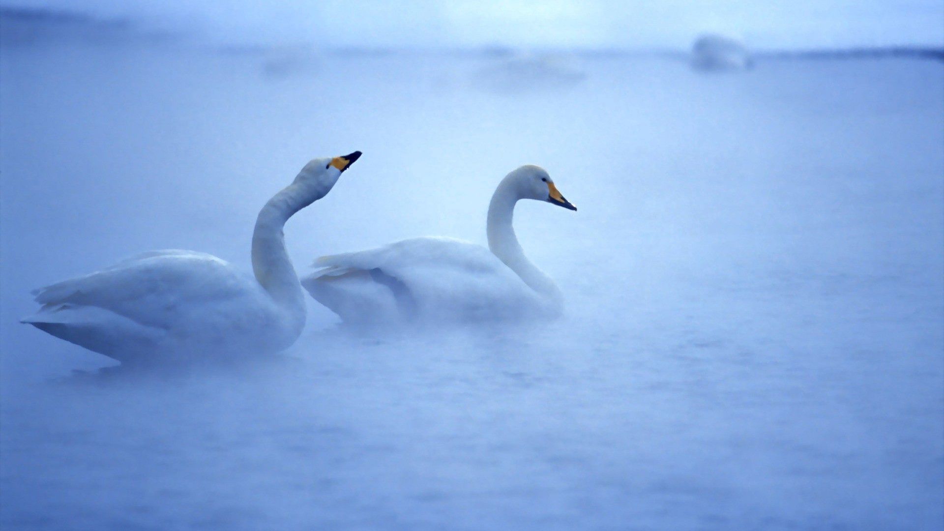 153903 baixar imagens animais, aves, swans, lago, casal, par, névoa, nevoeiro, cuidado - papéis de parede e protetores de tela gratuitamente