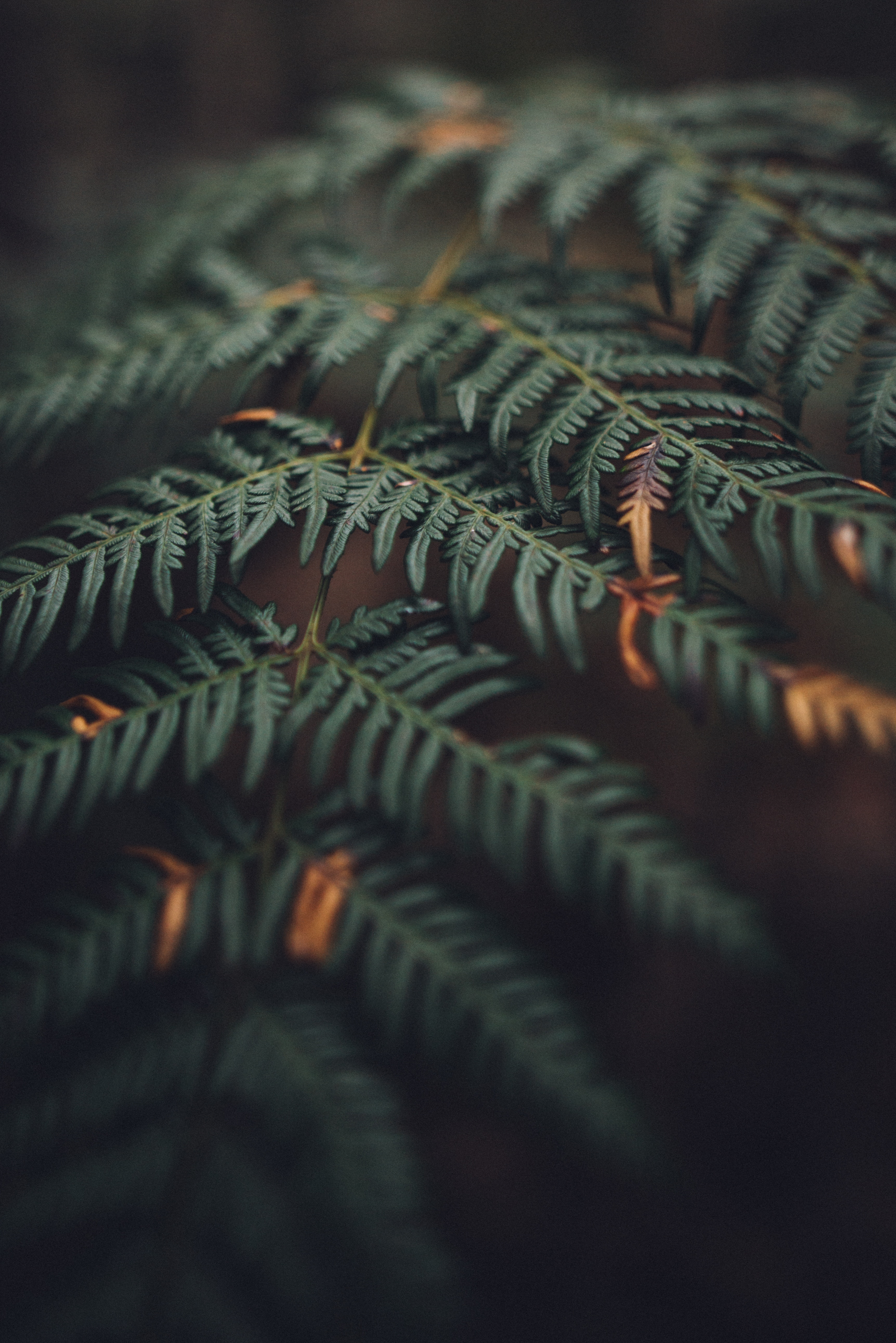 Download mobile wallpaper Macro, Fern, Carved, Leaves for free.