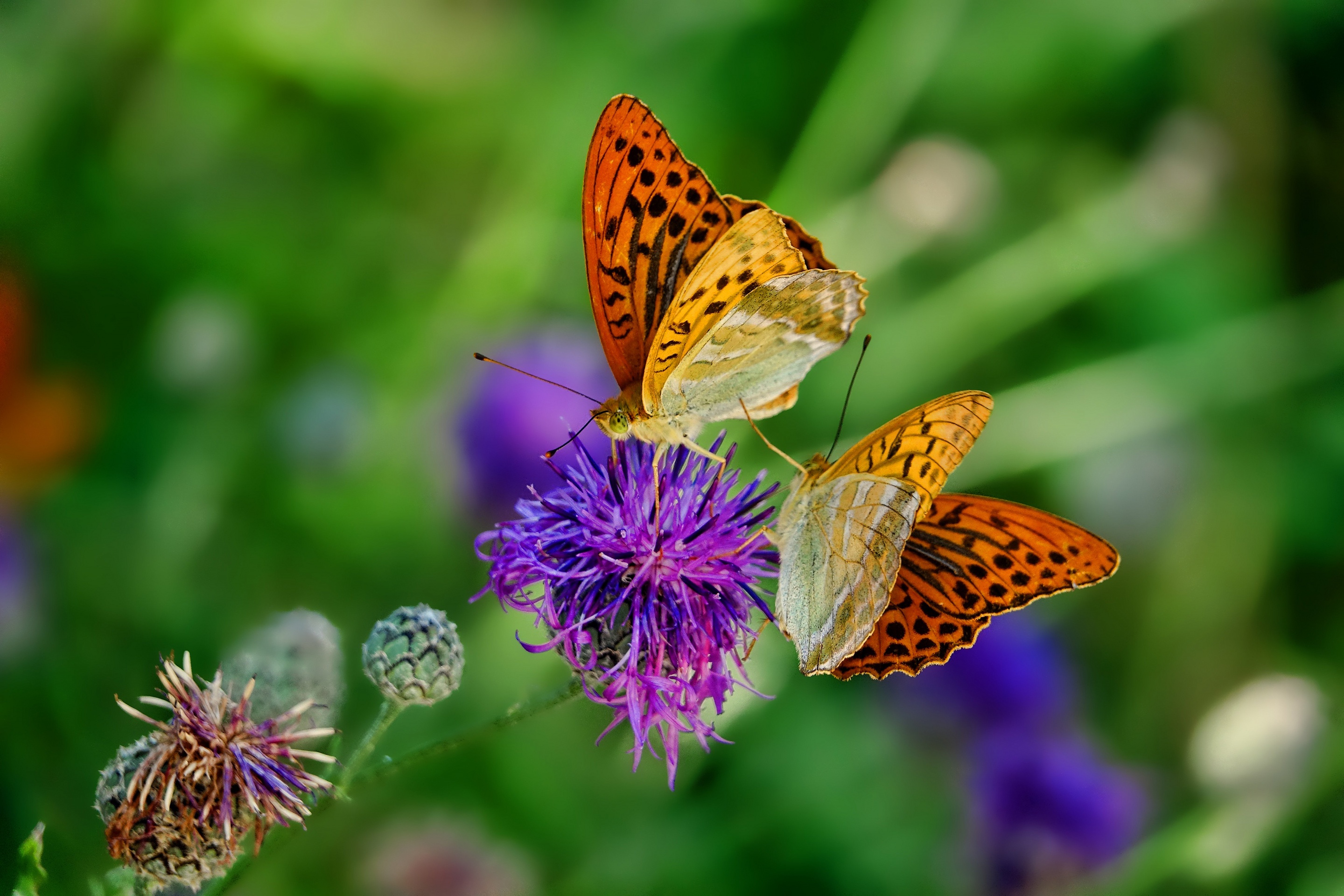 Бабочки в природе картинки
