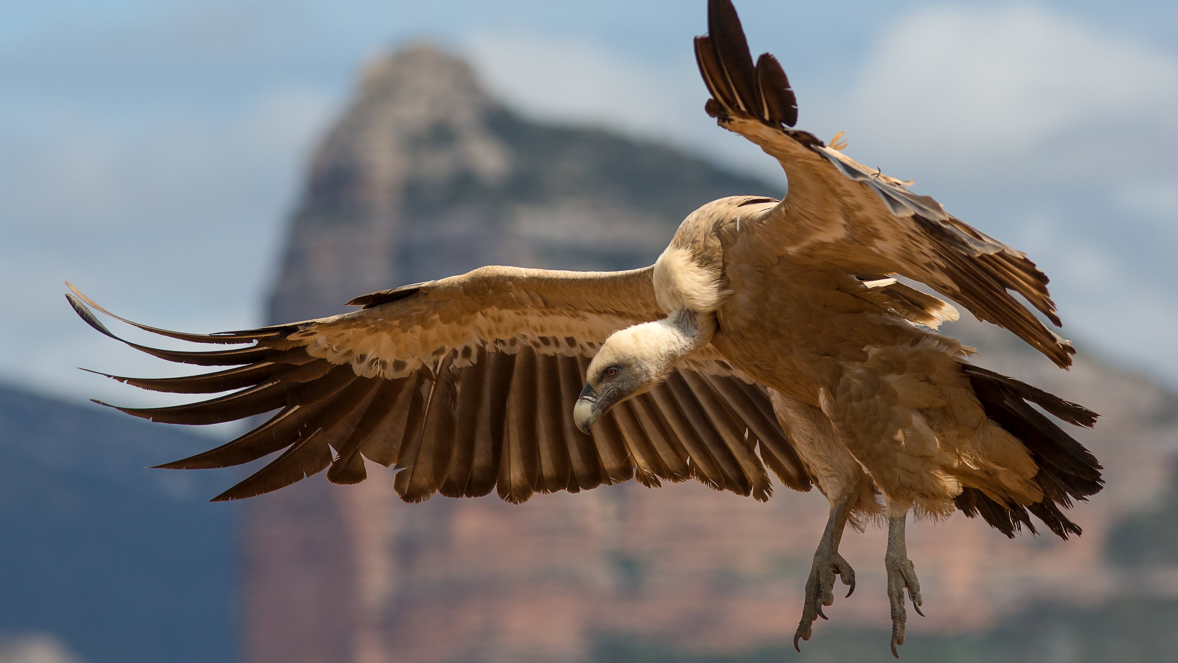 animal, griffon vulture, vulture, birds 2160p