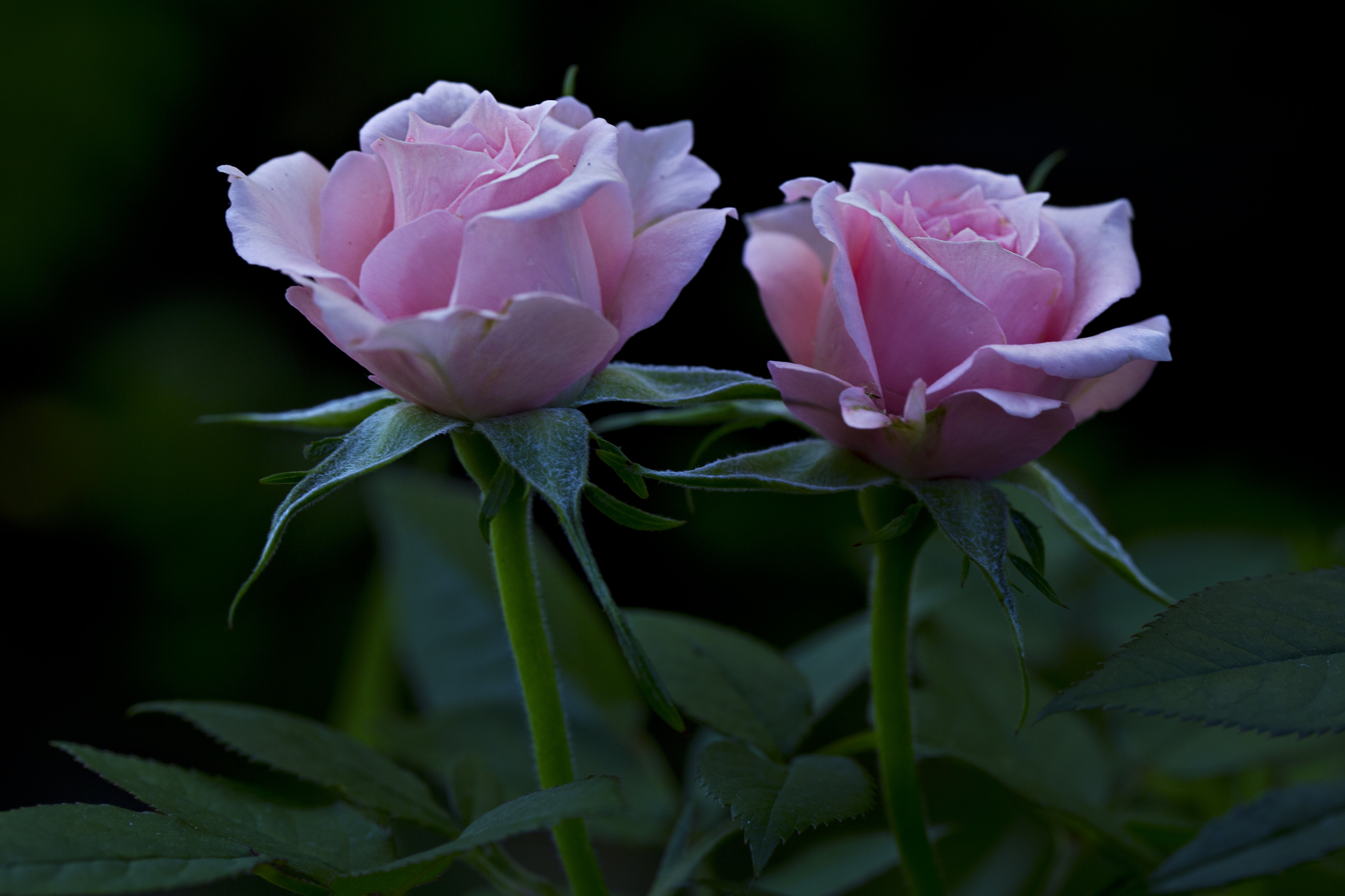 156582 Hintergrundbild herunterladen roses, blumen, blütenblätter, knospen - Bildschirmschoner und Bilder kostenlos