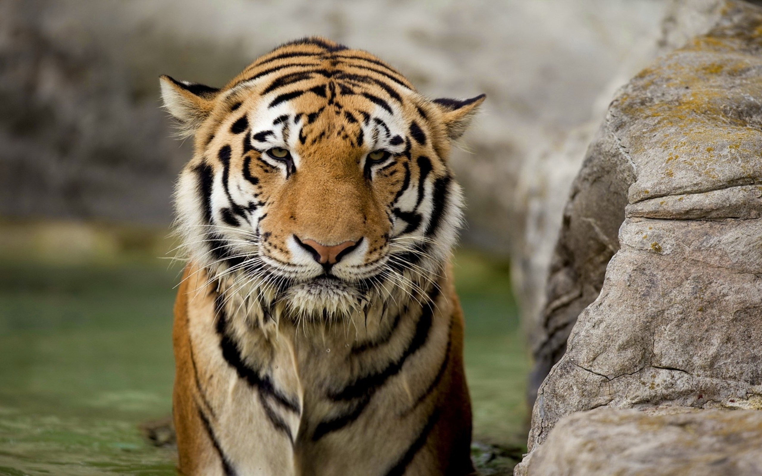 Фотопечать тигр