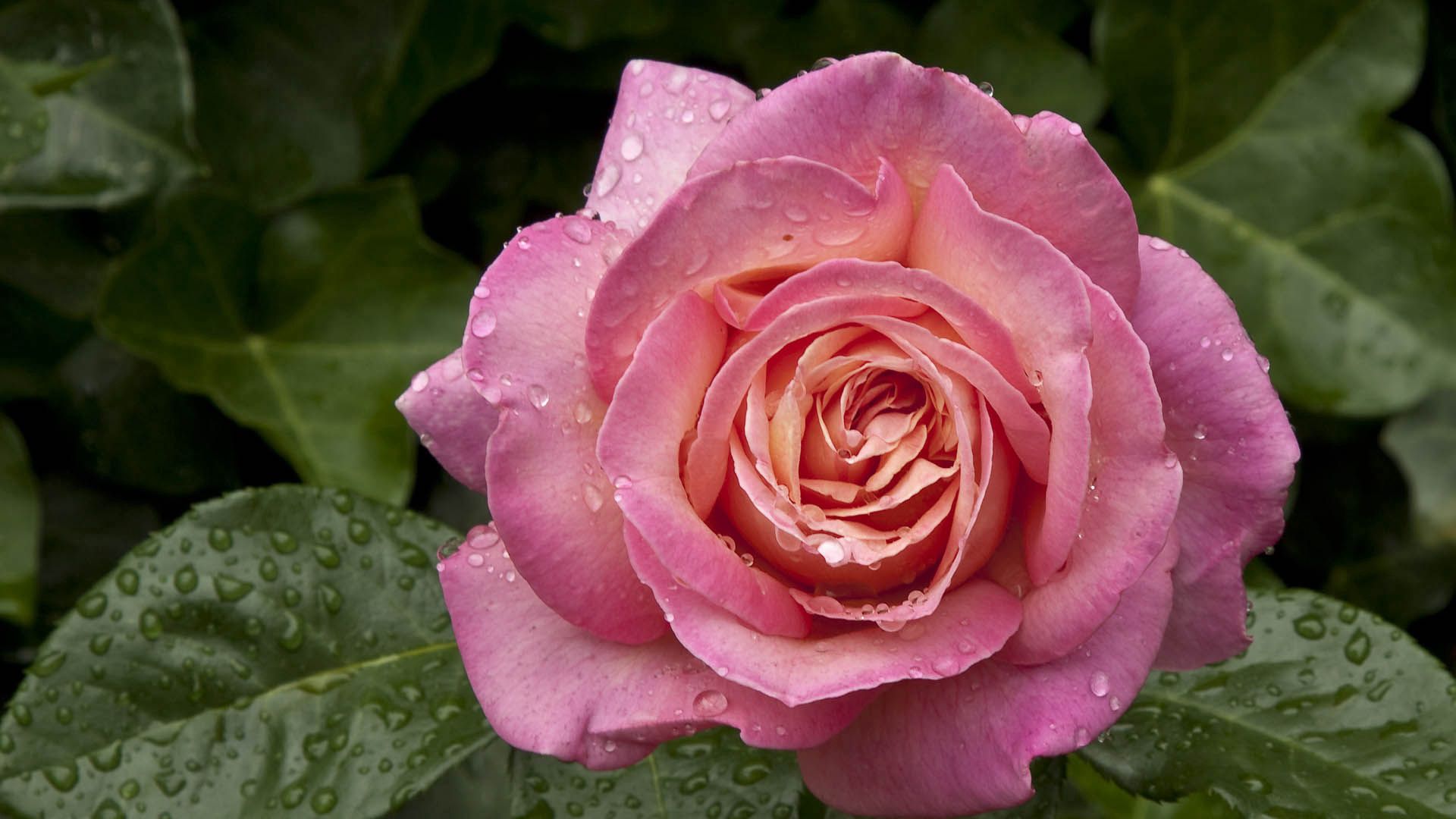 Téléchargez gratuitement l'image Rosée, Pétales, Drops, Une Rose, Macro, Rose sur le bureau de votre PC