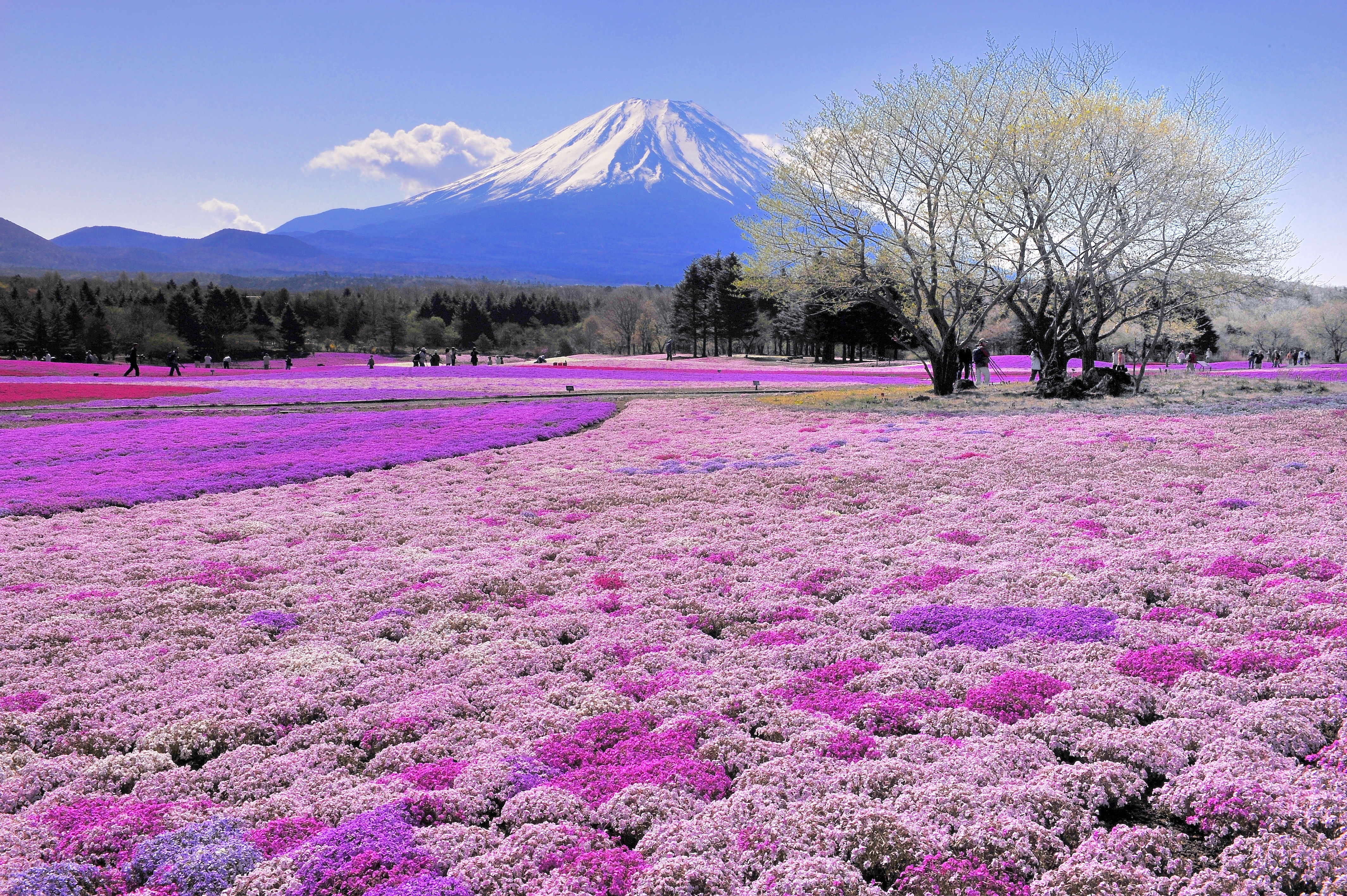 385561壁紙のダウンロード富士山, 花, 地球, 分野, 山, 木, 火山-スクリーンセーバーと写真を無料で