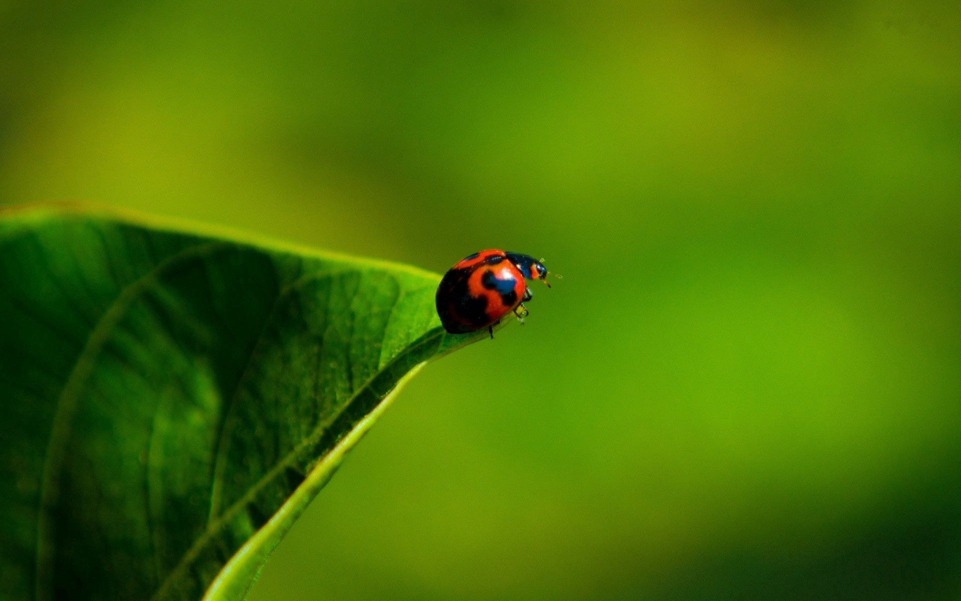 Ladybird iPhone Background