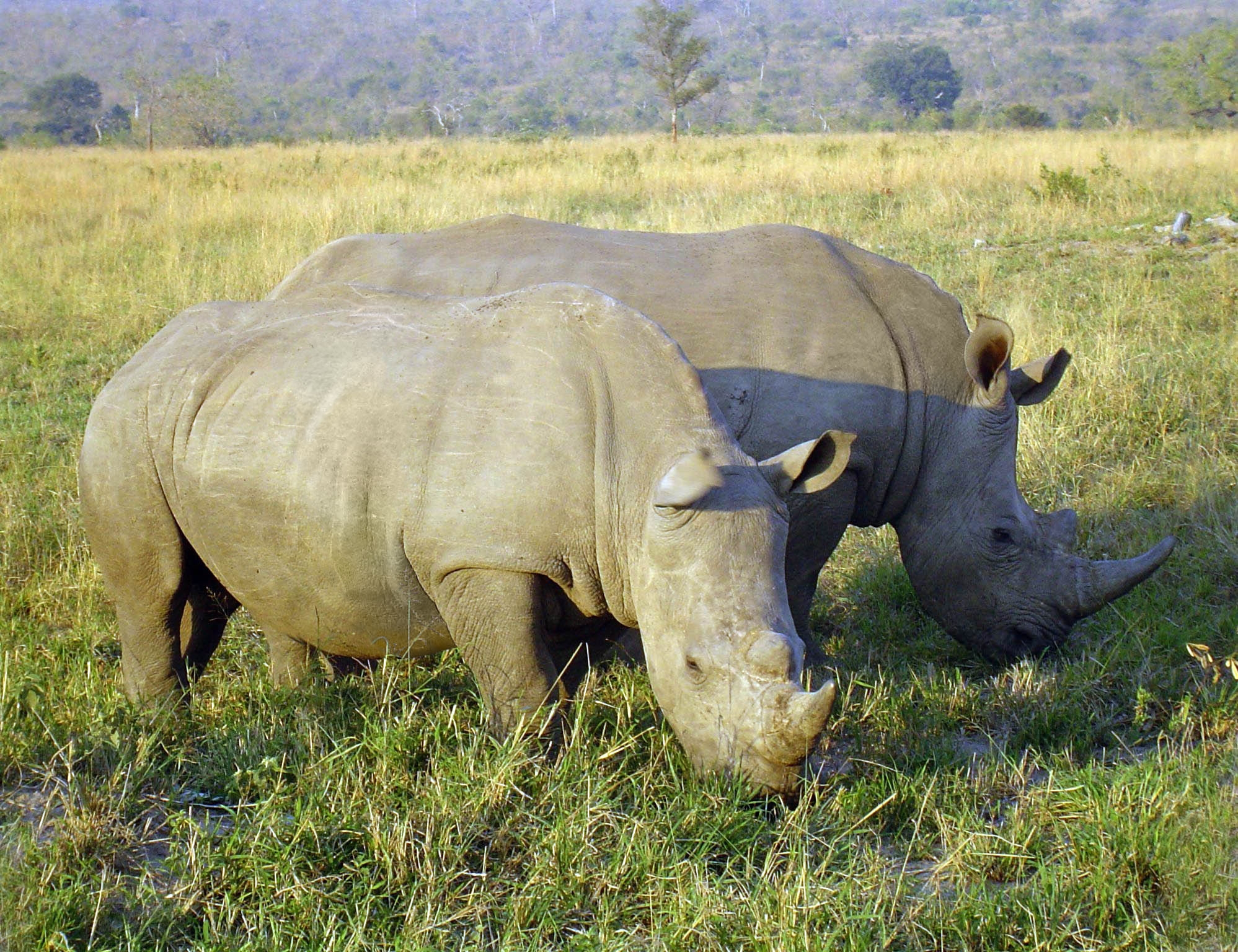 Télécharger des fonds d'écran Rhinocéros HD