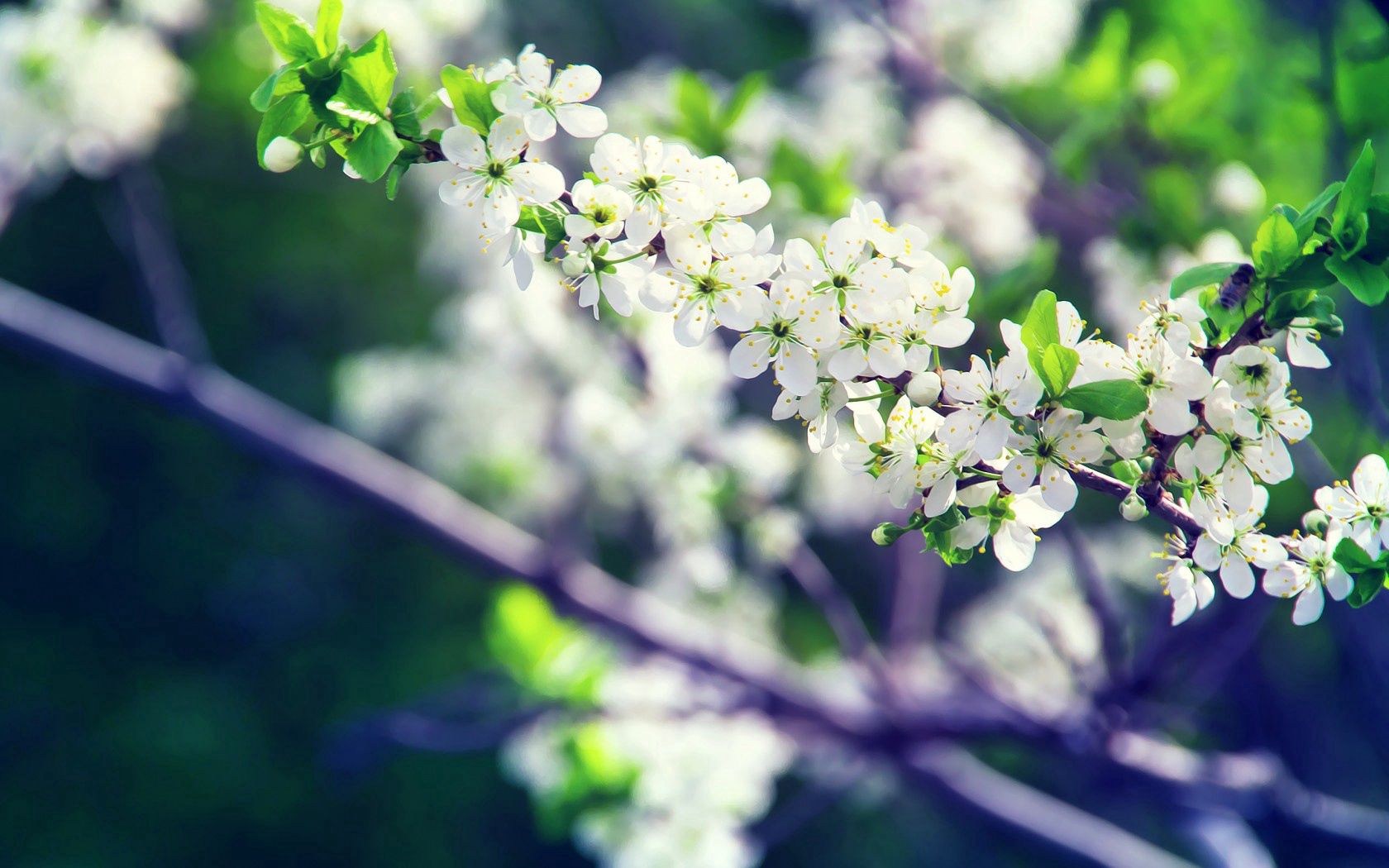 PCデスクトップにブランチ, 枝, 咲く, 開花, 白い, フラワーズ, 春画像を無料でダウンロード