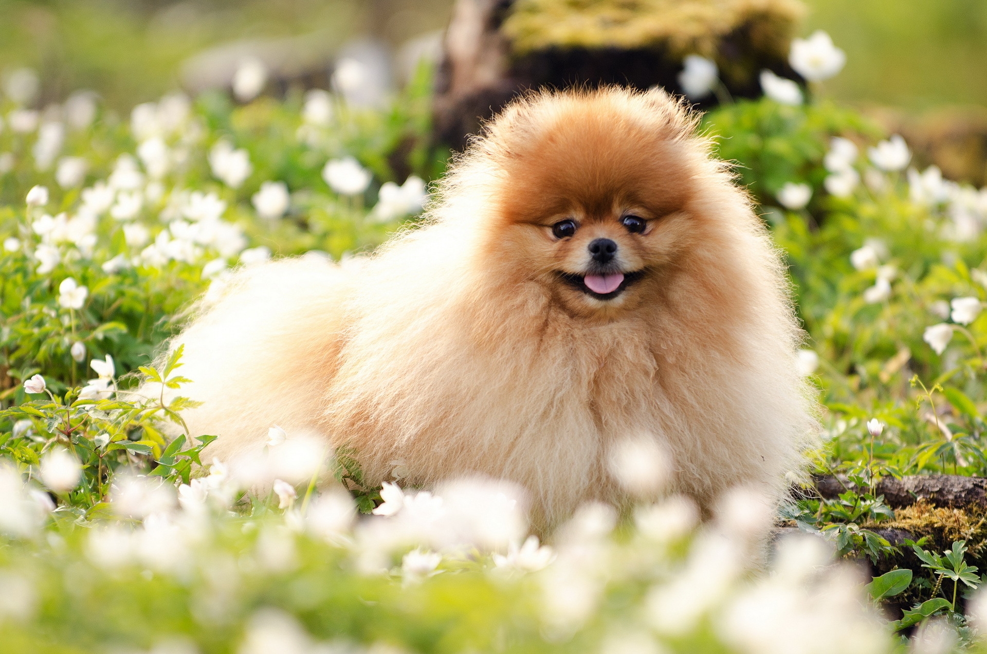 Free download wallpaper Grass, Fluffy, Dog, Muzzle, Blur, Smooth, Animals on your PC desktop