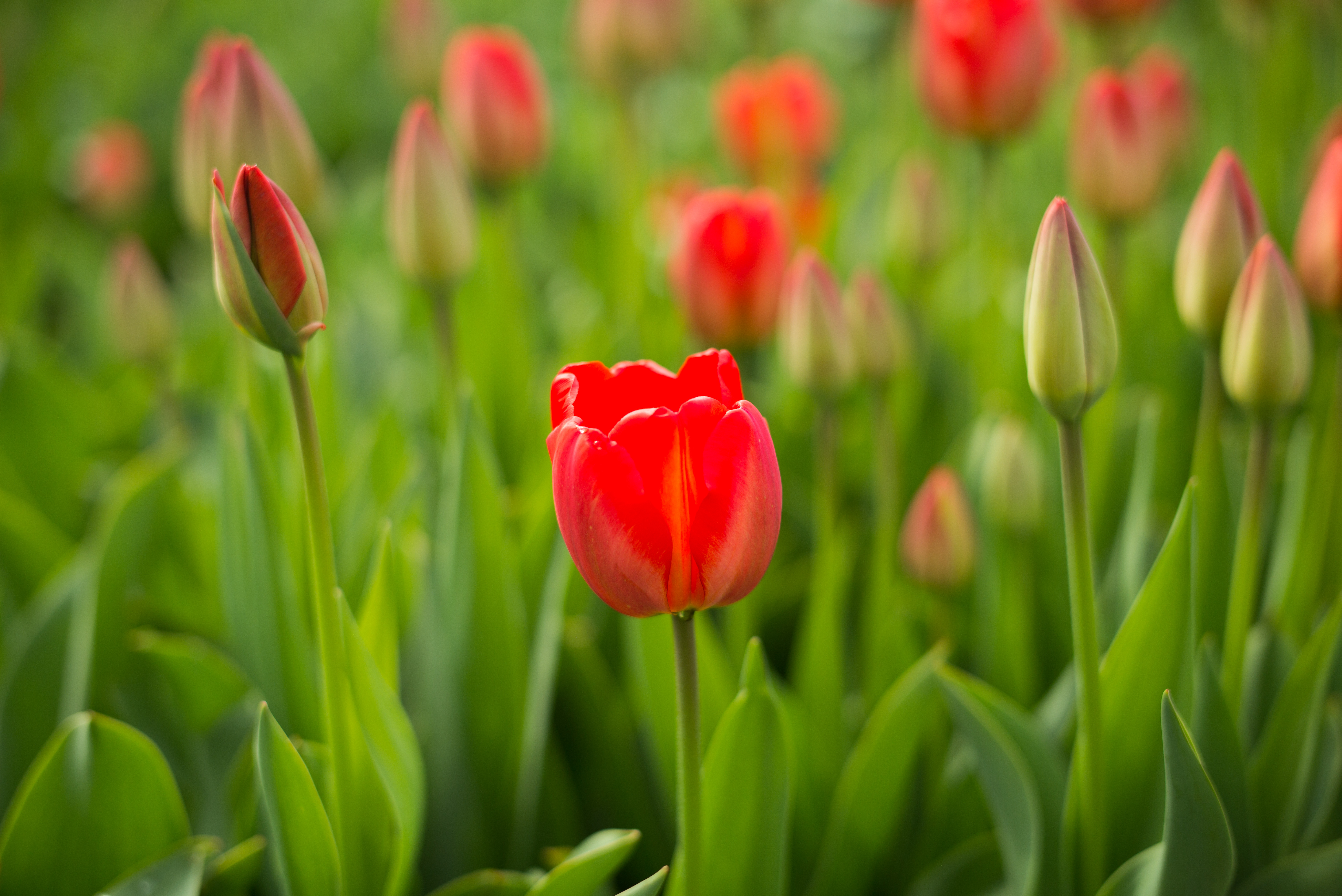 bud, flowers, red, flower, tulip HD wallpaper