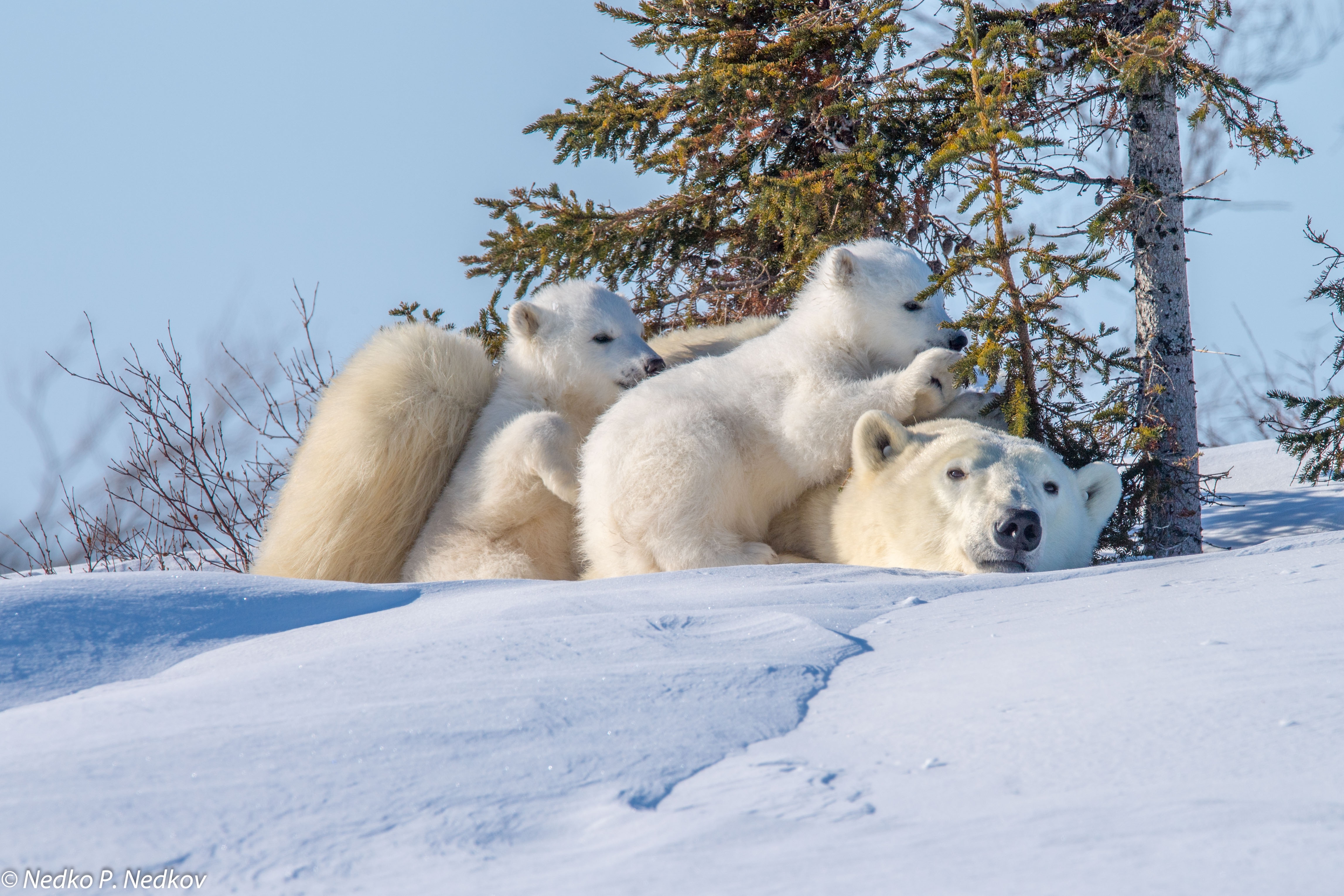 Аляска зимой животный мир