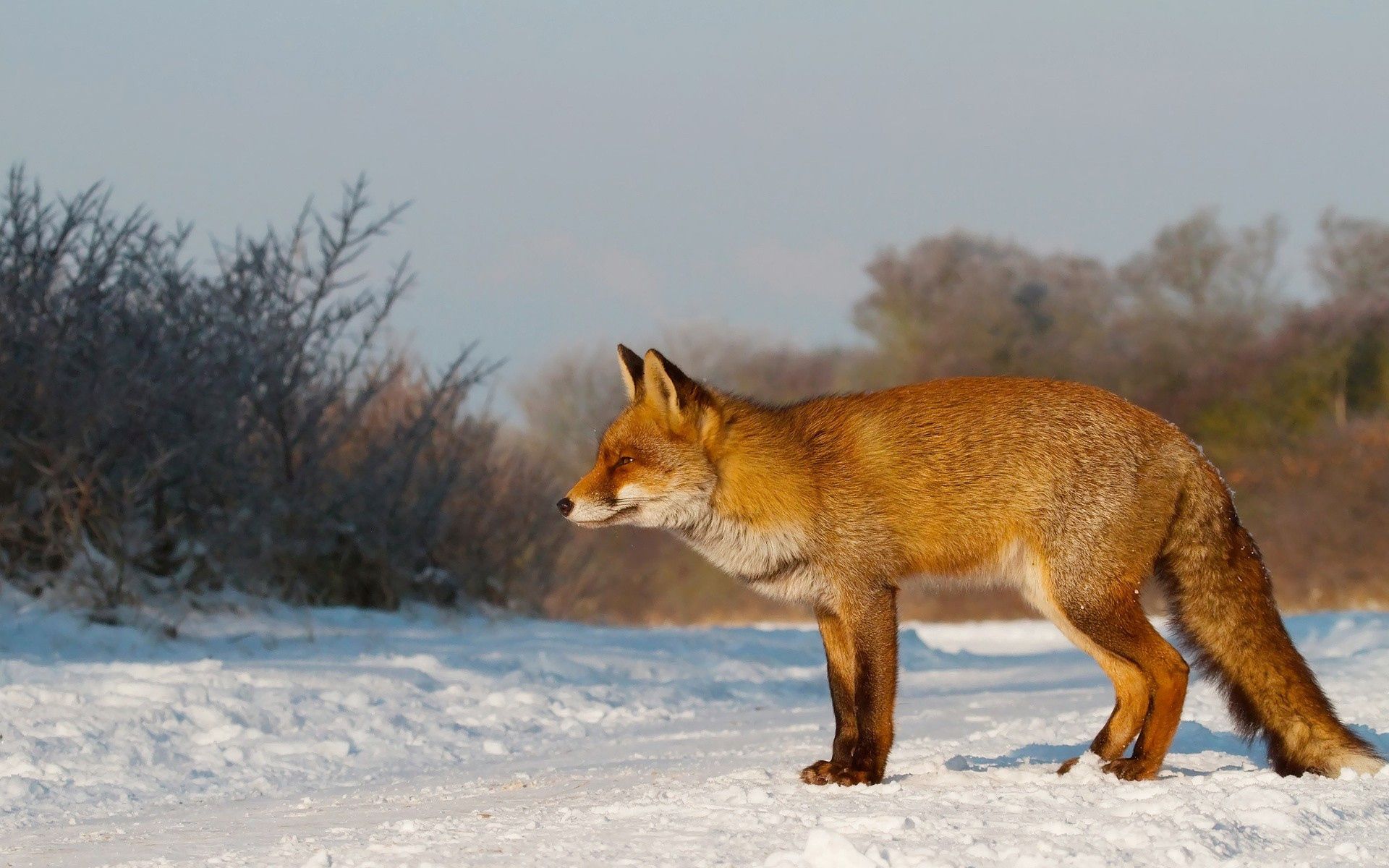 Laden Sie das Bummel, Spaziergang, Ein Fuchs, Tiere, Jagd, Schnee, Fuchs-Bild kostenlos auf Ihren PC-Desktop herunter