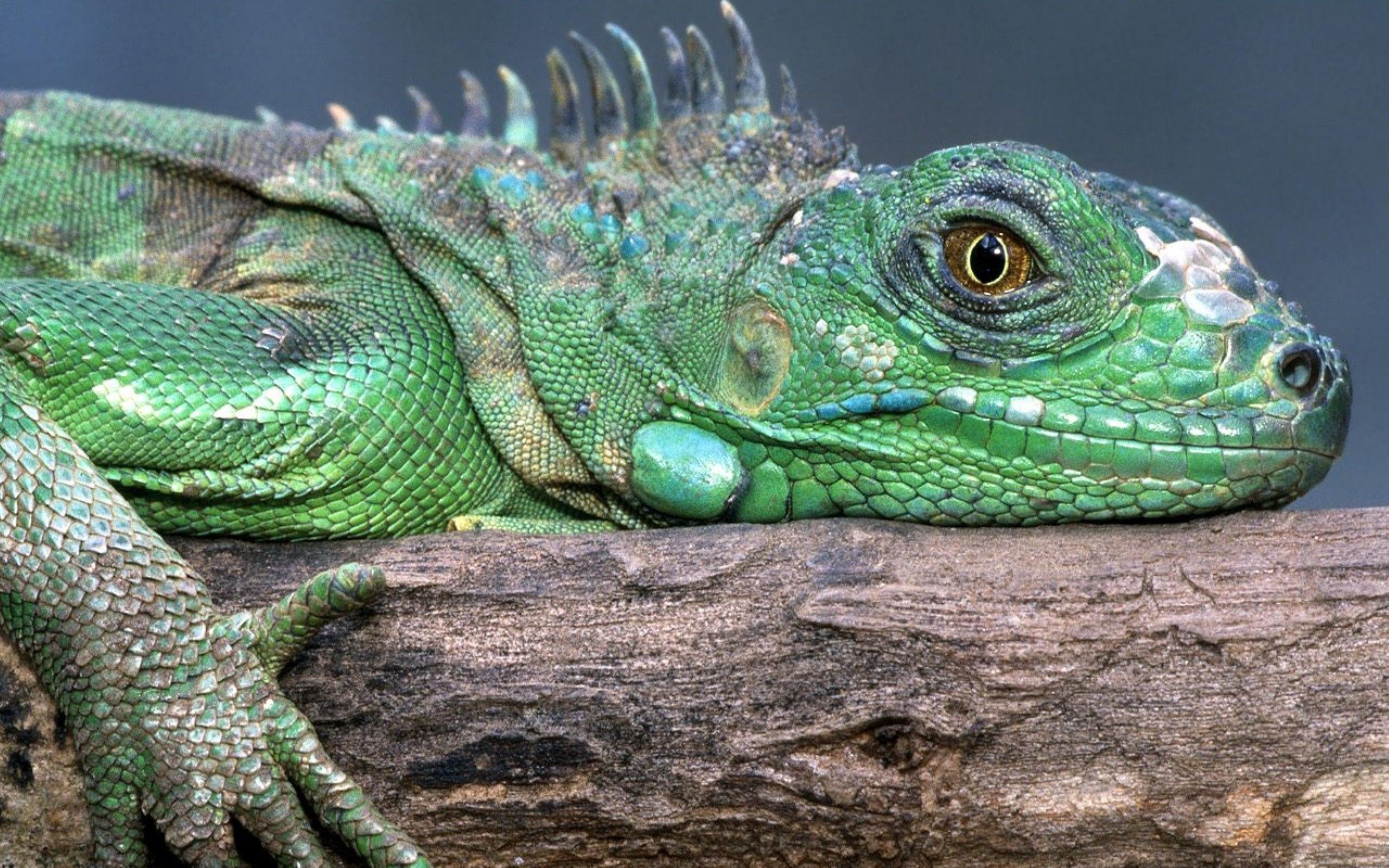 23992 Bild herunterladen tiere, lizards - Hintergrundbilder und Bildschirmschoner kostenlos