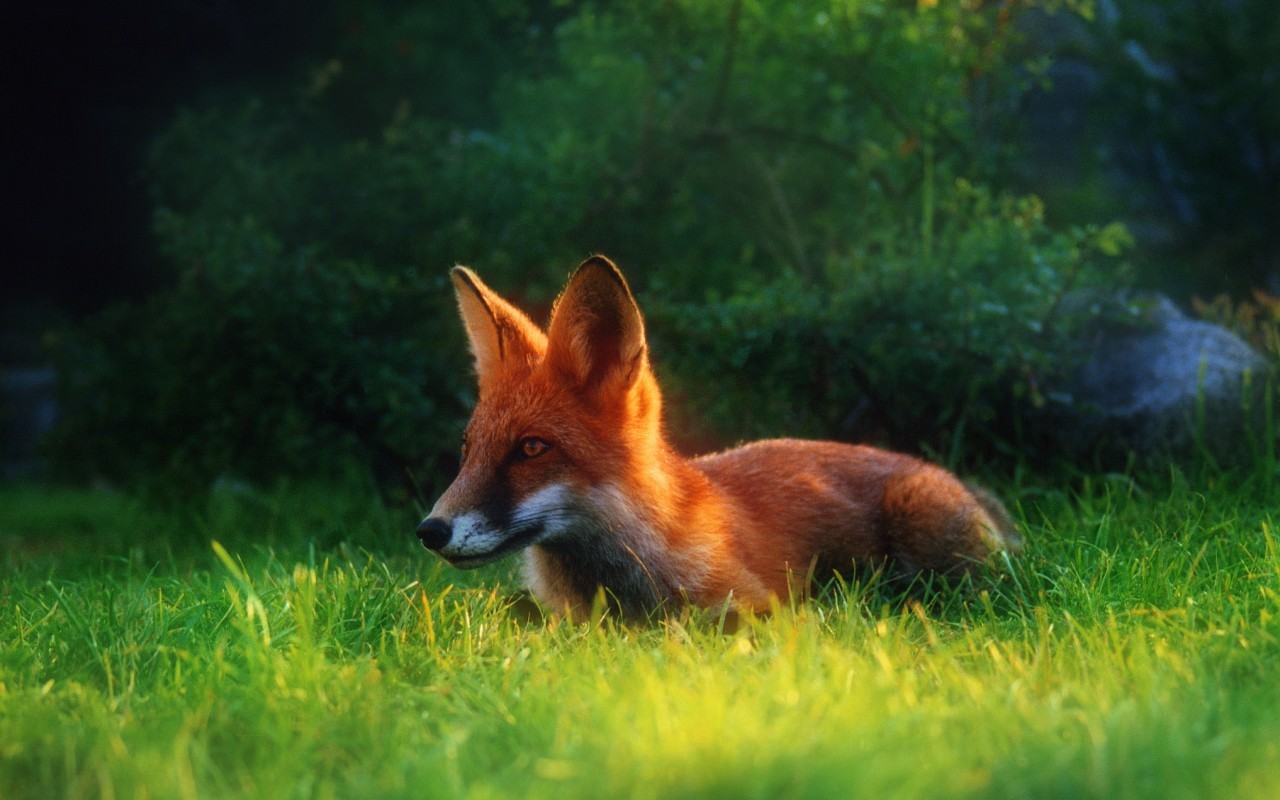 免费下载动物, 狐狸手机壁纸。