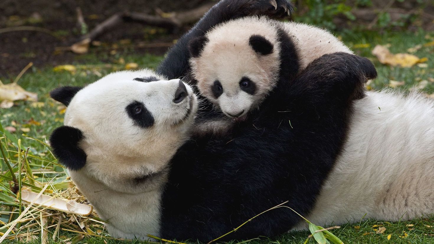 Название животных парами. Большая Панда (Ailuropoda melanoleuca).. Большая Панда или бамбуковый медведь. Большая Панда с детенышем. Мамы и Детеныши.