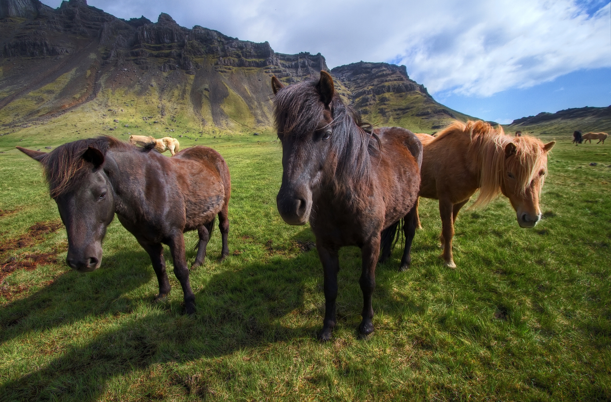 110908 Hintergrundbild herunterladen pferde, tiere, grass, stehen, stand, pony - Bildschirmschoner und Bilder kostenlos