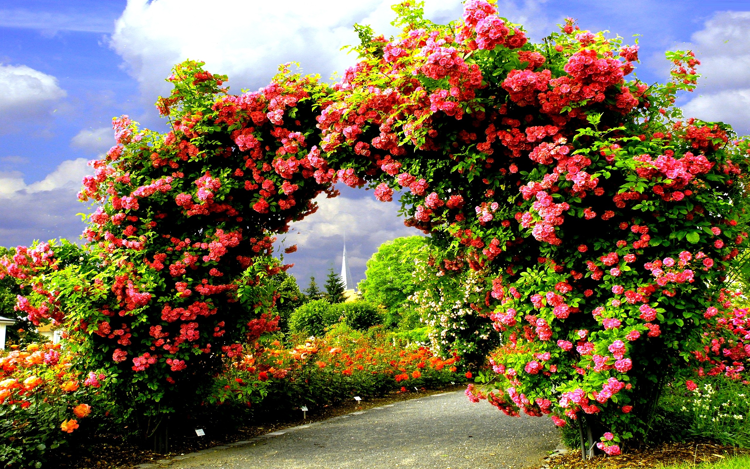 arch, man made, garden, flower, pink flower, rose