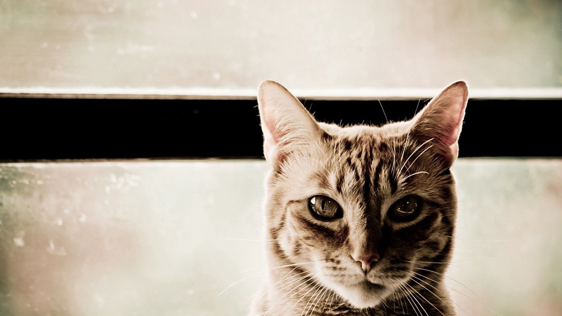 Download mobile wallpaper Sight, Opinion, Muzzle, Animals, Cat, Eyes for free.