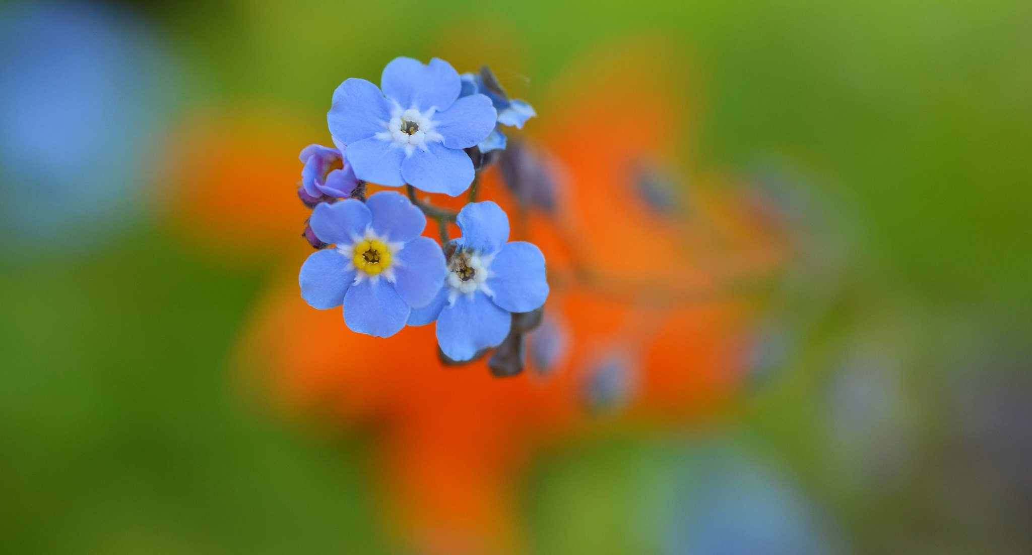 380105 descargar fondo de pantalla tierra/naturaleza, nomeolvides, flor azul, difuminado, flor, macrofotografía, naturaleza, flores: protectores de pantalla e imágenes gratis