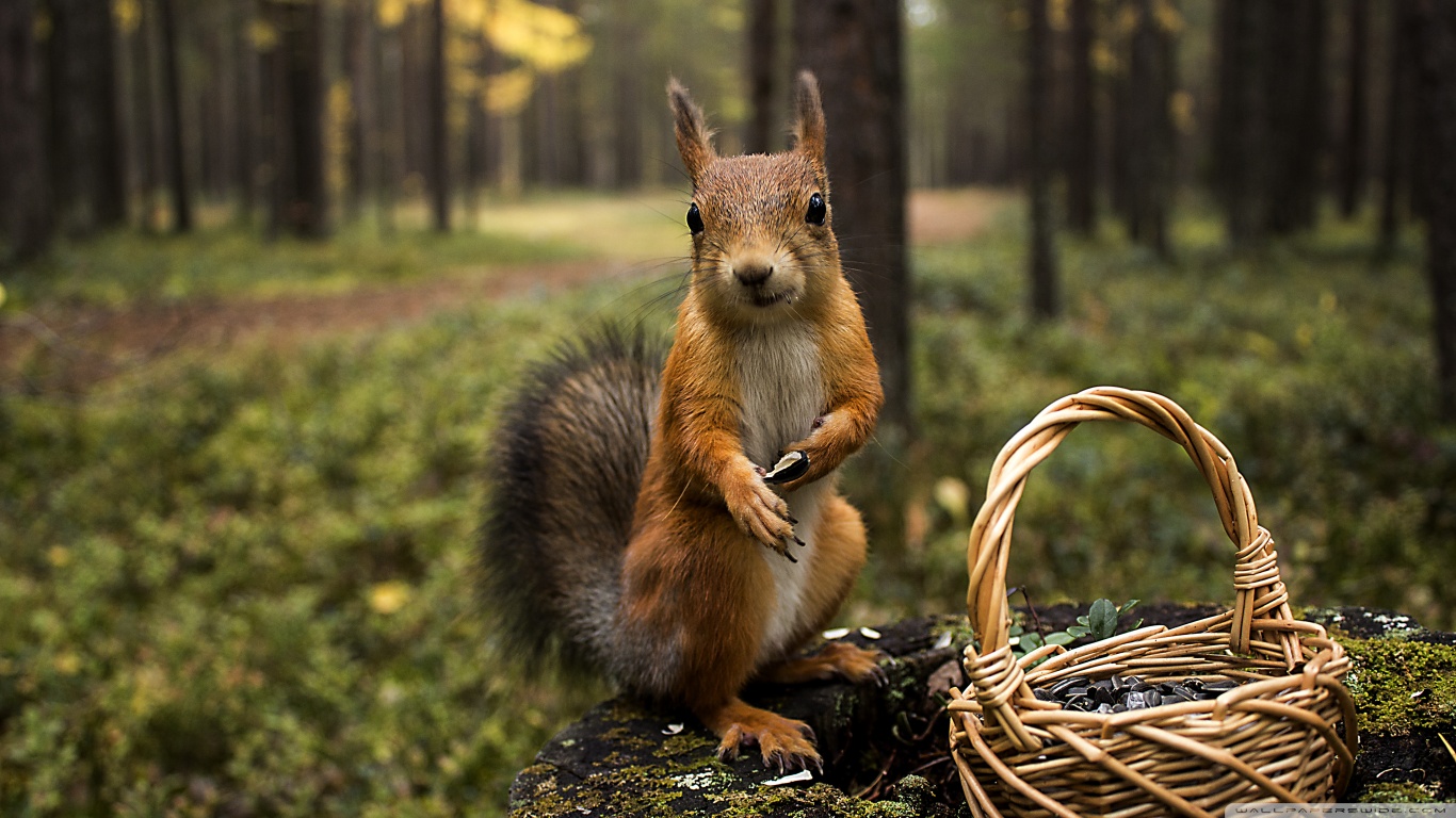 1484748 Bild herunterladen tiere, eichhörnchen - Hintergrundbilder und Bildschirmschoner kostenlos