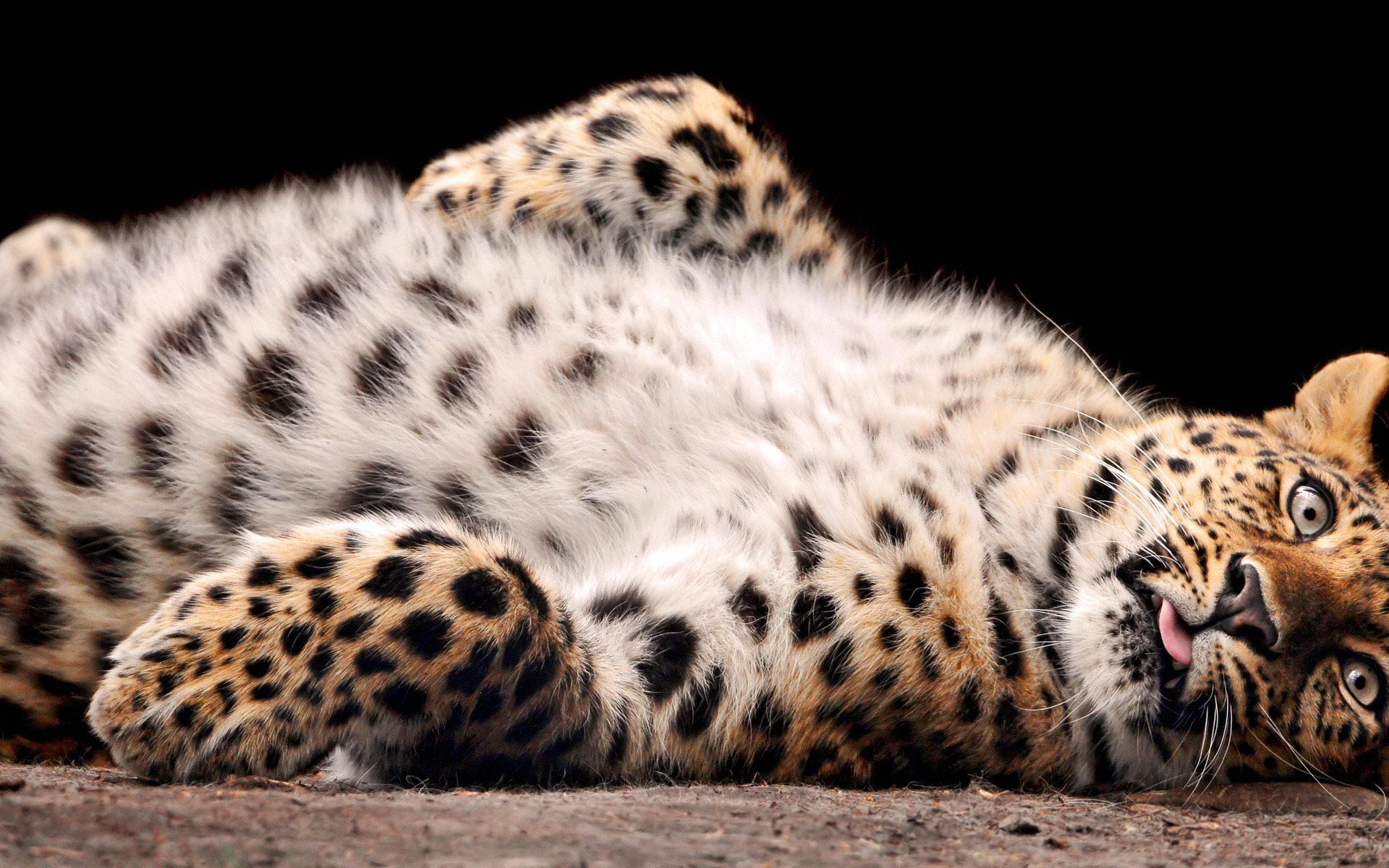 12452 baixar papel de parede animais, leopards, laranja - protetores de tela e imagens gratuitamente