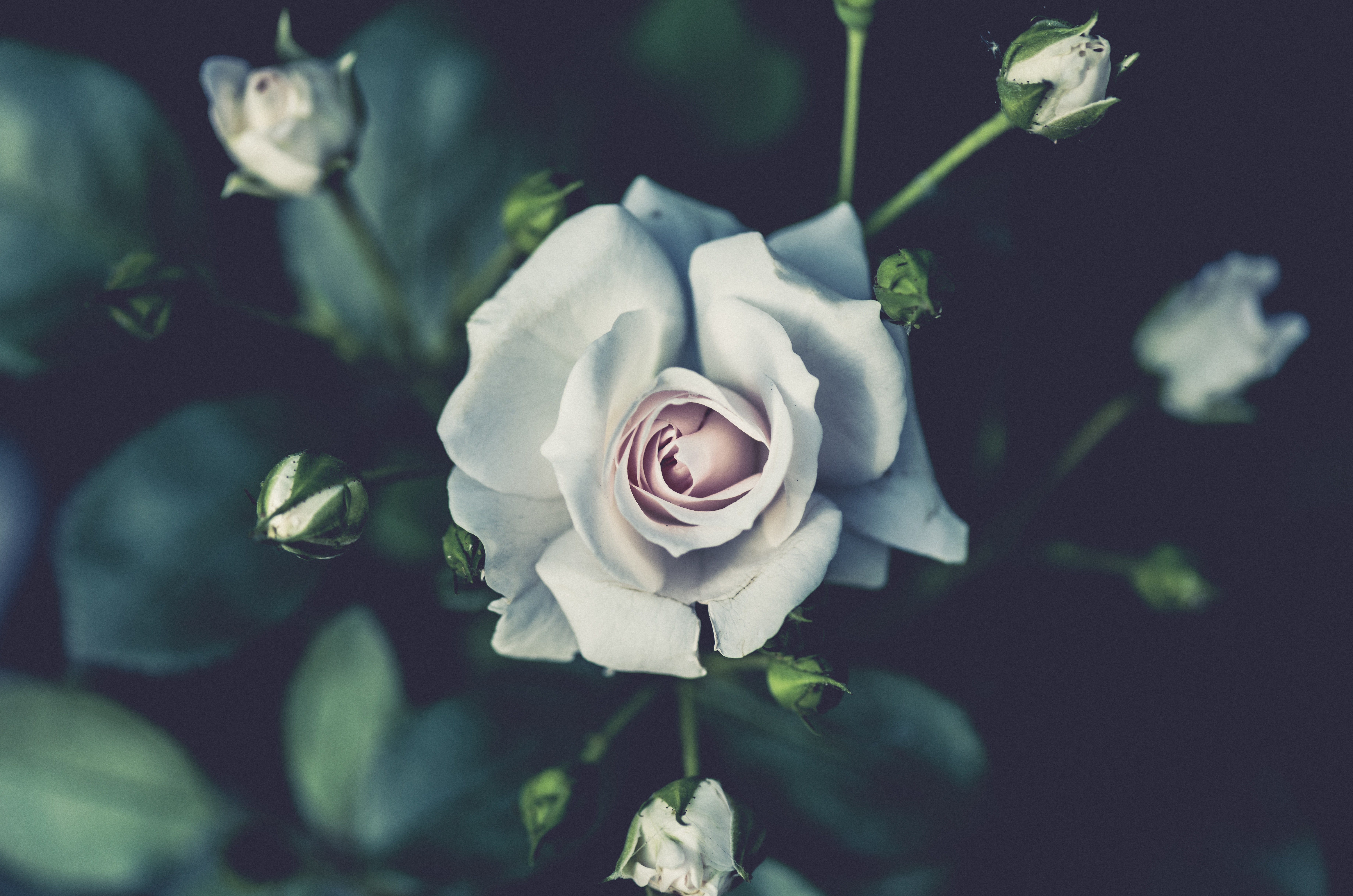 rose, flowers, white, flower, rose flower, bud QHD