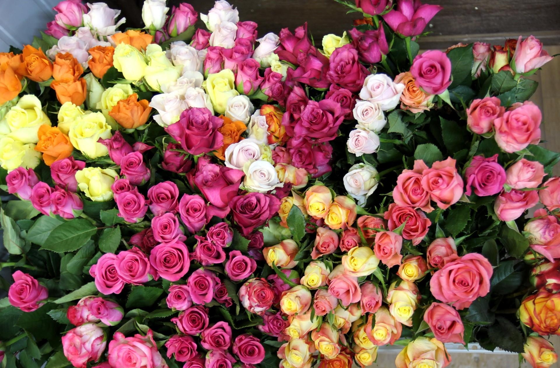 Download mobile wallpaper Flowers, Lot, Multicolored, Roses for free.