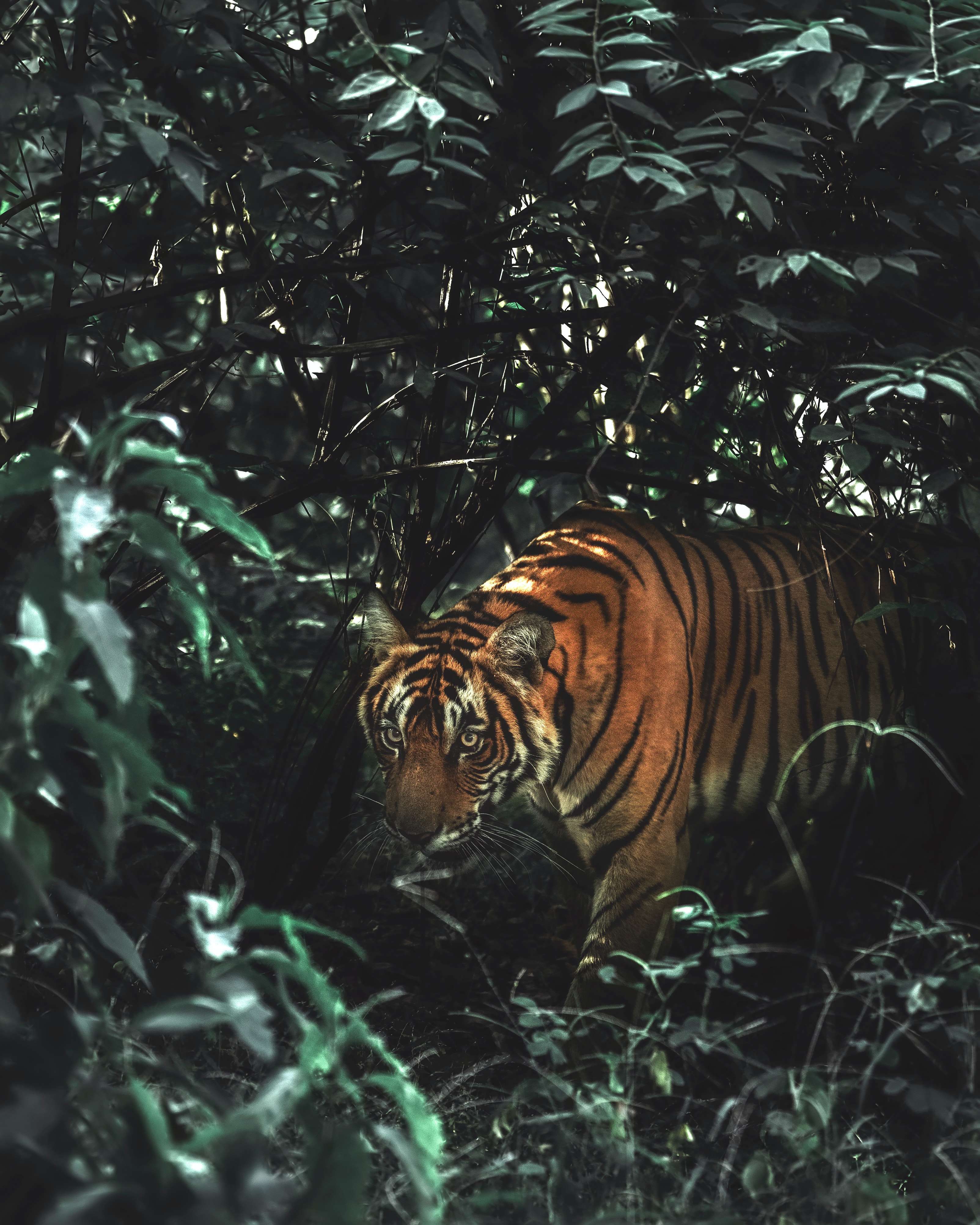 Download mobile wallpaper Tiger, Animals, Bush, Animal, Predator, Big Cat, Wildlife for free.