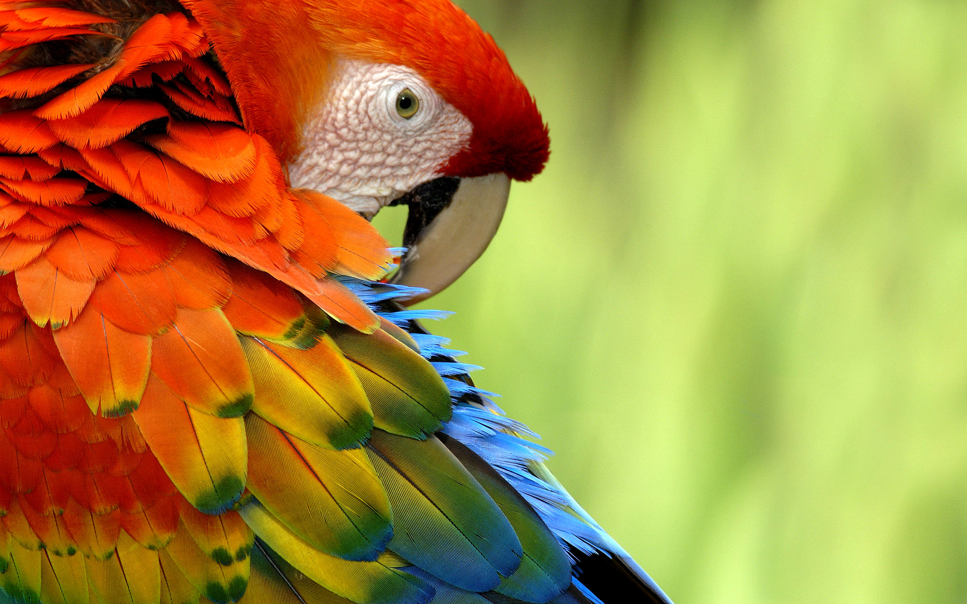 scarlet macaw, animal, birds