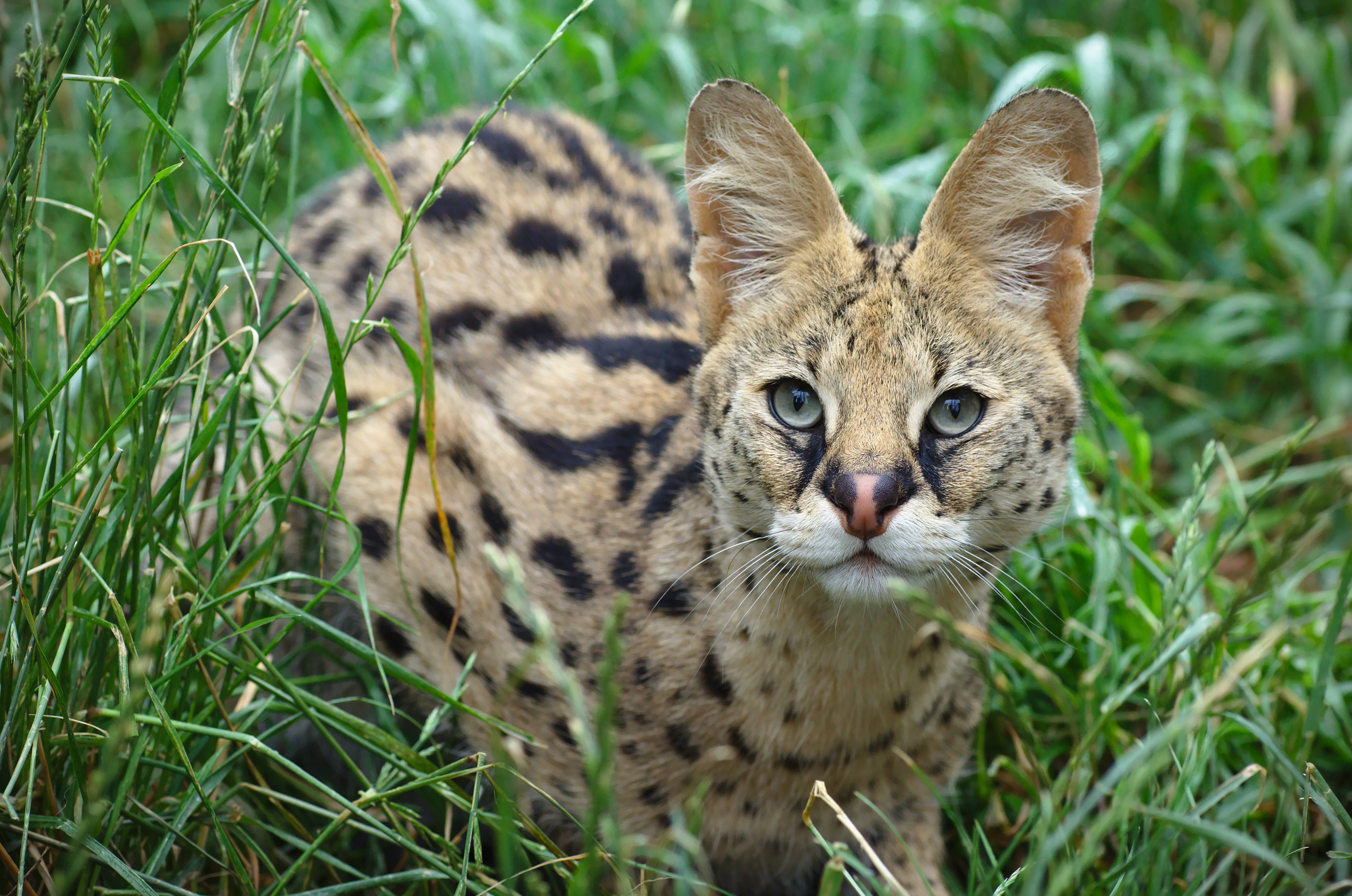 serval, animal, grass, cats Phone Background