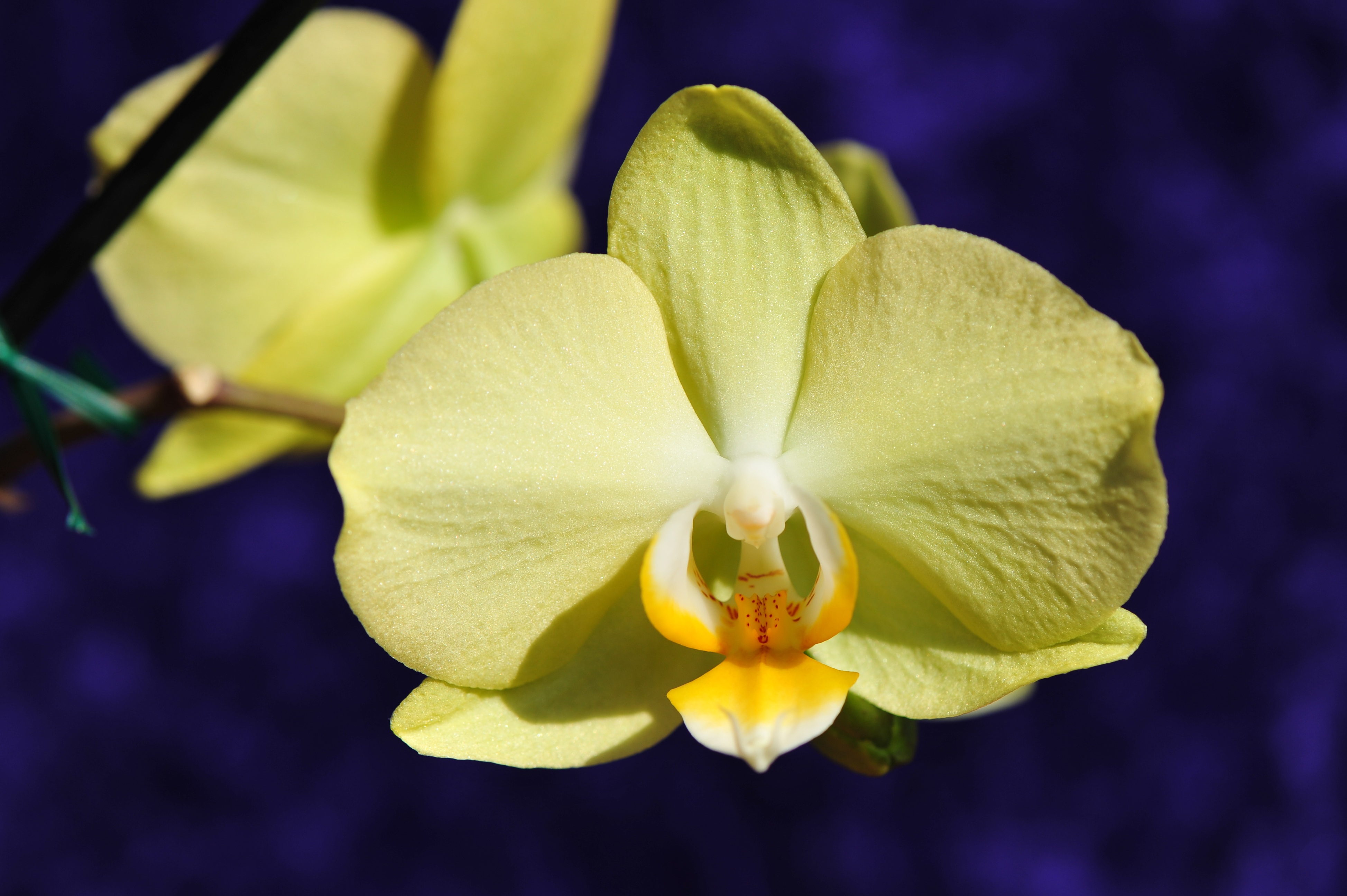 Орхидея Амальфи