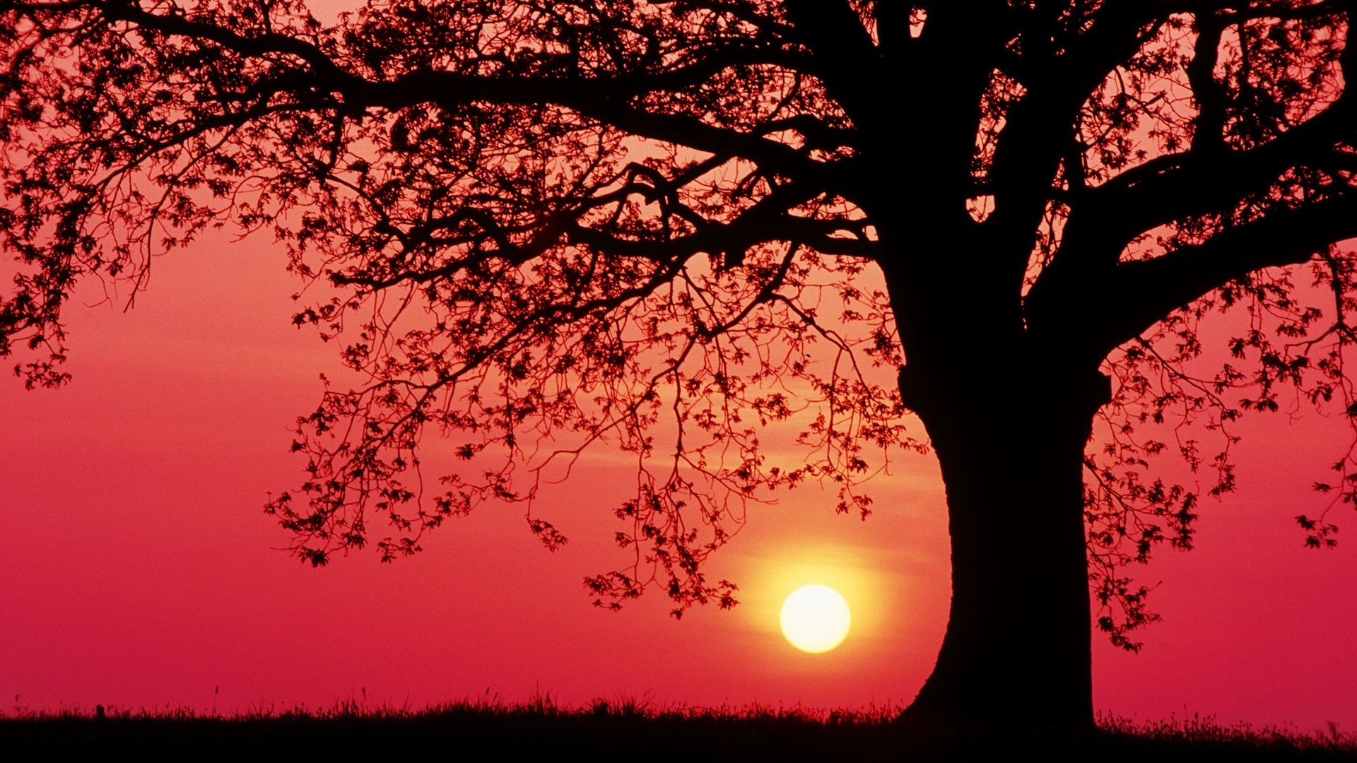 Красивый закат с деревом