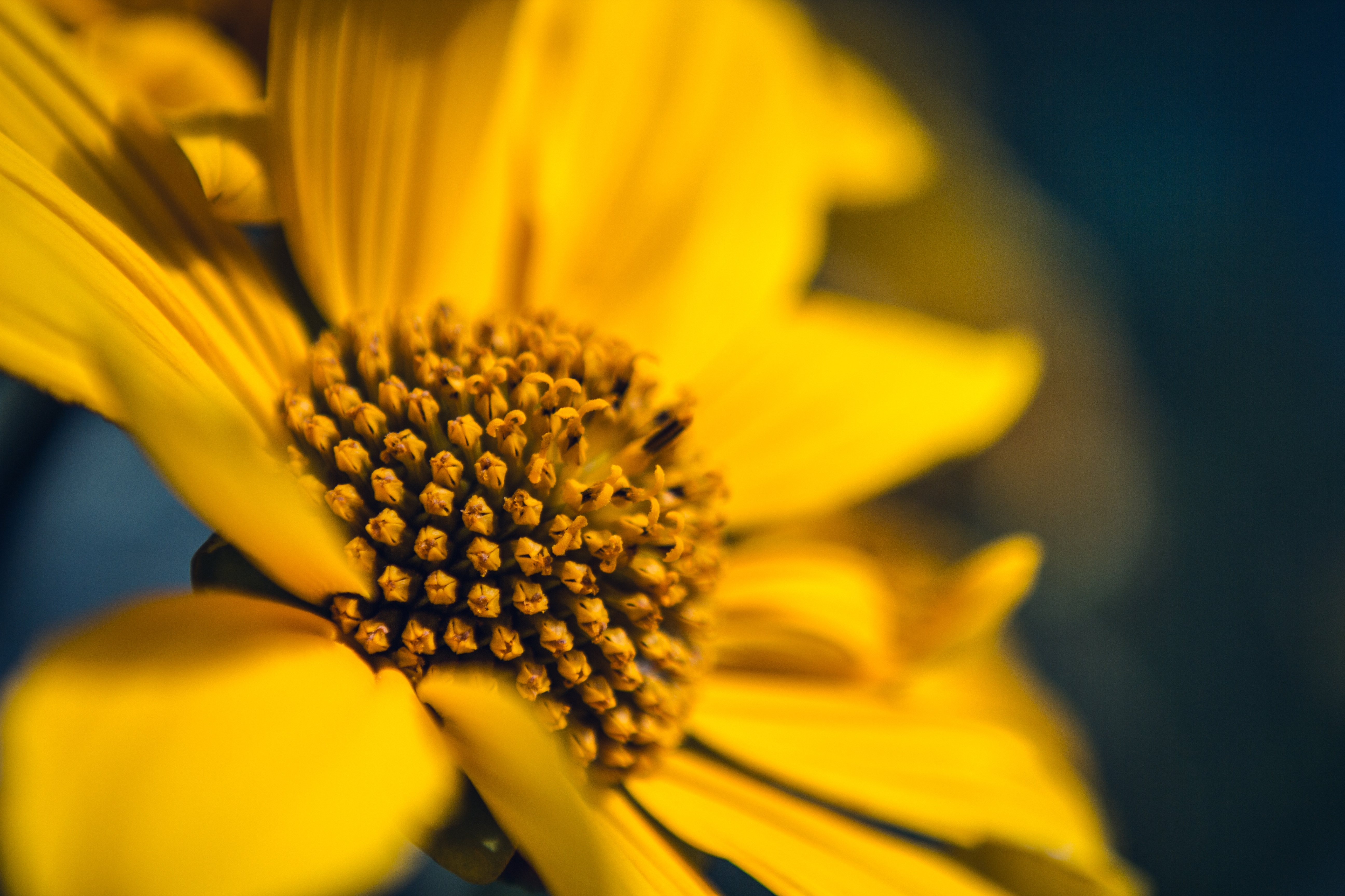 Laden Sie das Blume, Makro, Sonnenblume, Blütenblätter-Bild kostenlos auf Ihren PC-Desktop herunter