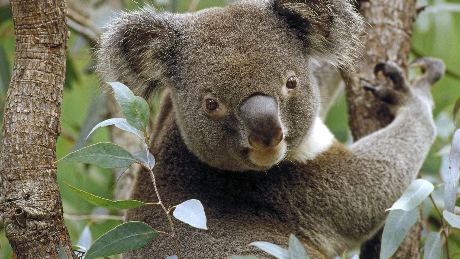 Как называется коала. Коала на эвкалипте. Сумчатый медведь коала Австралия. Эвкалипт в Австралии с коалой. Кенгуру и коала.
